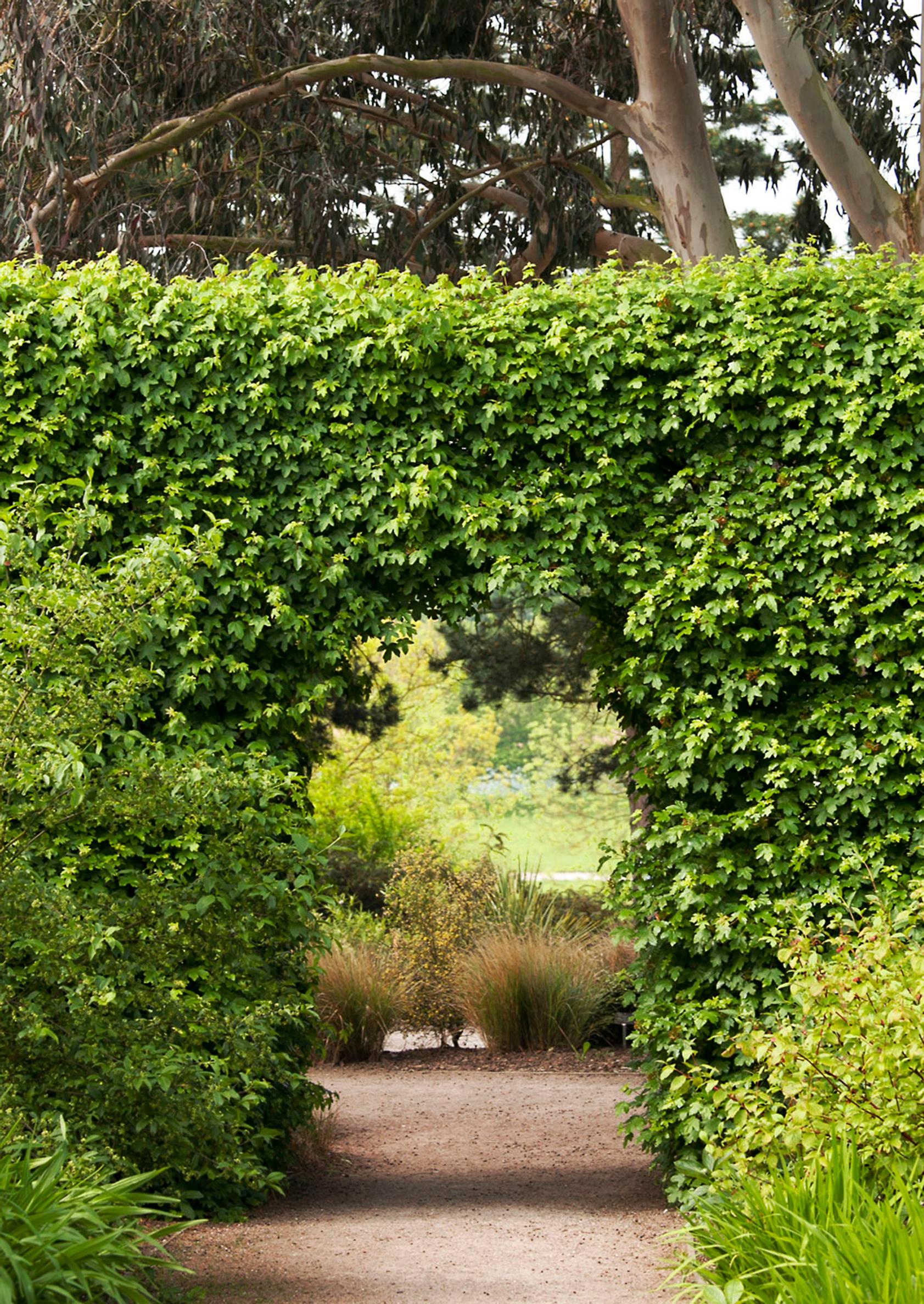 garden screen ideas