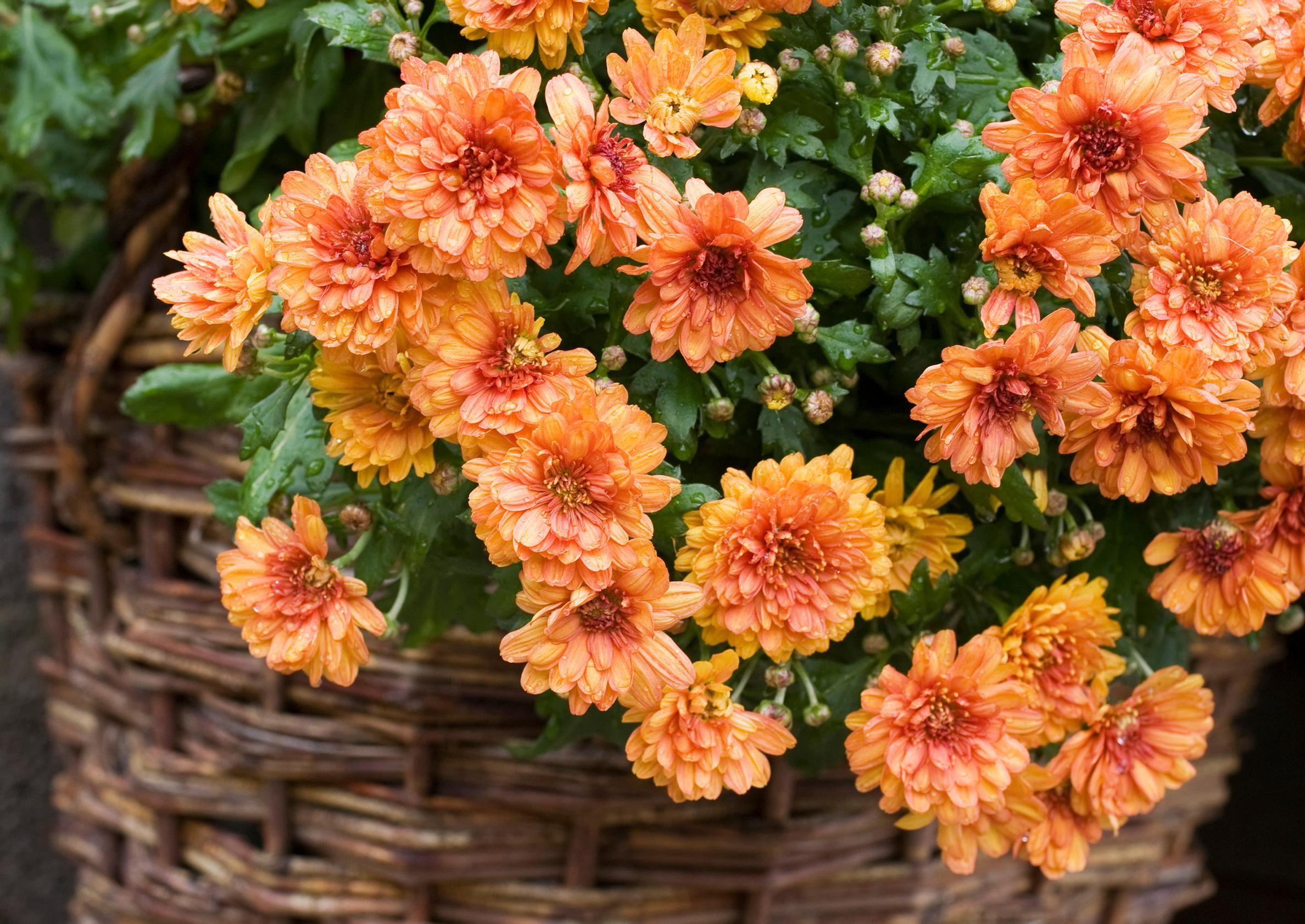 Chrysanthemum care and cultivation: How to keep this colorful plant blooming