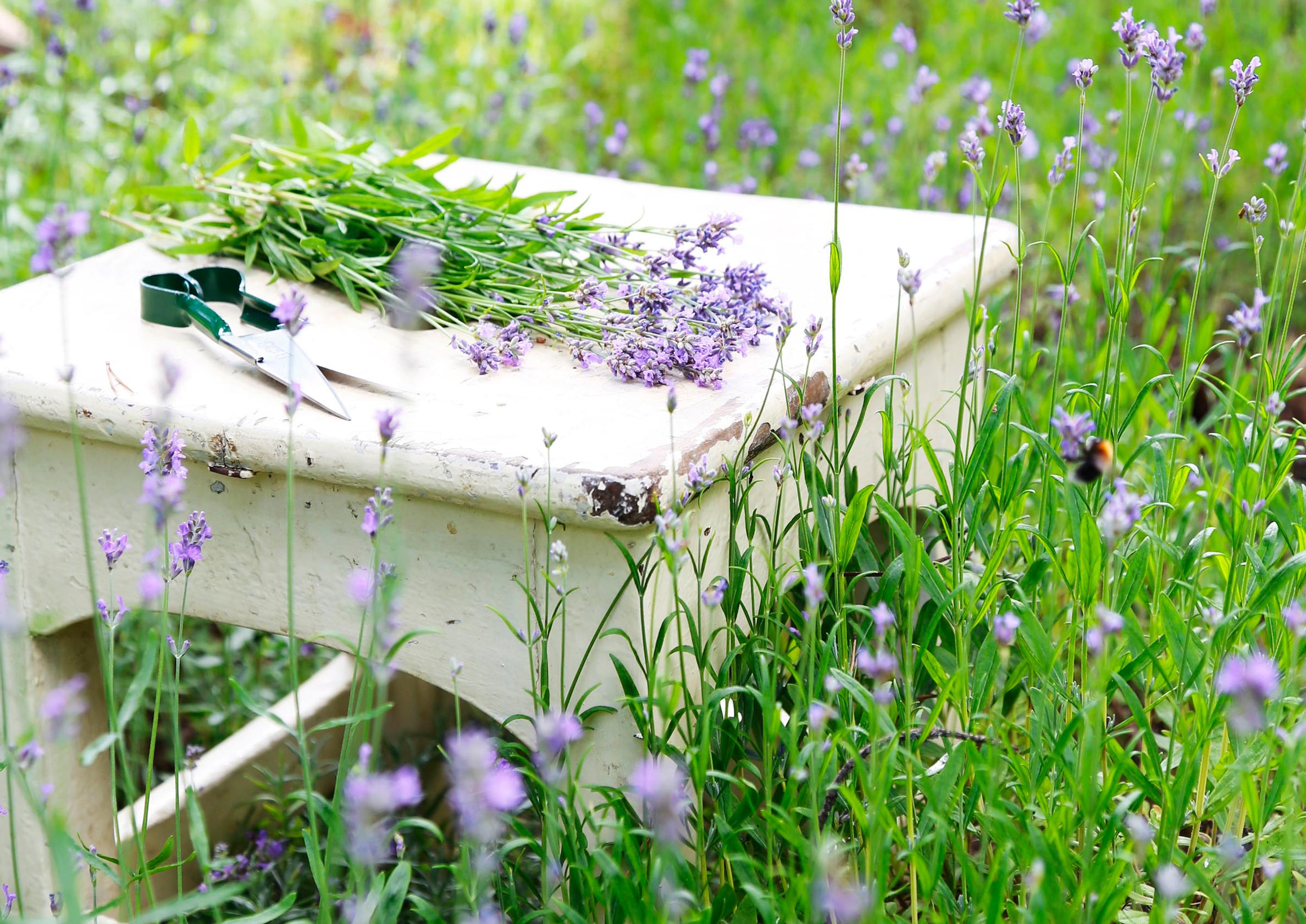 12 ways to use lavender: decorations, bouquets, and seasoning