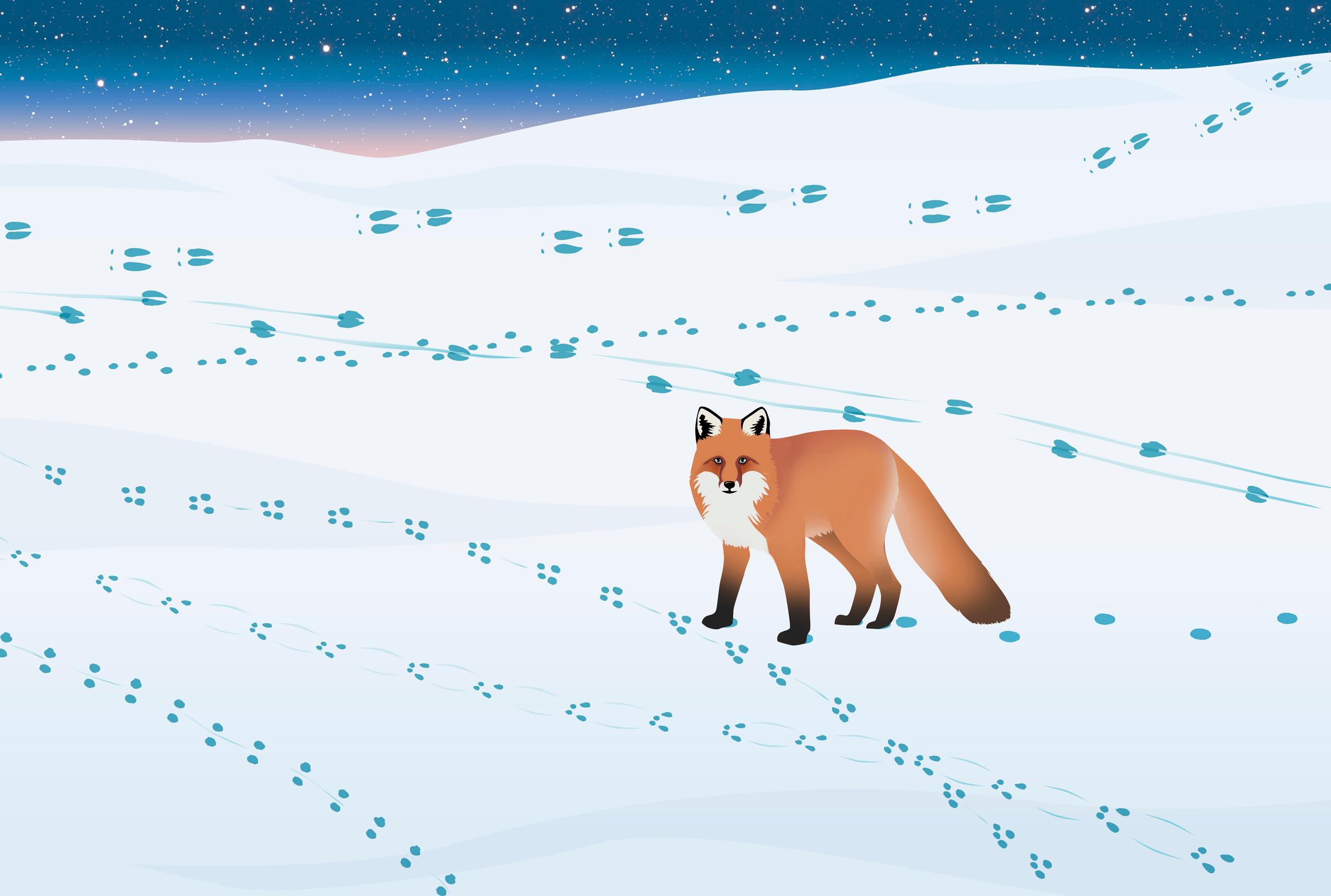 Identifying animal tracks in the snow: foxes, squirrels, and voles