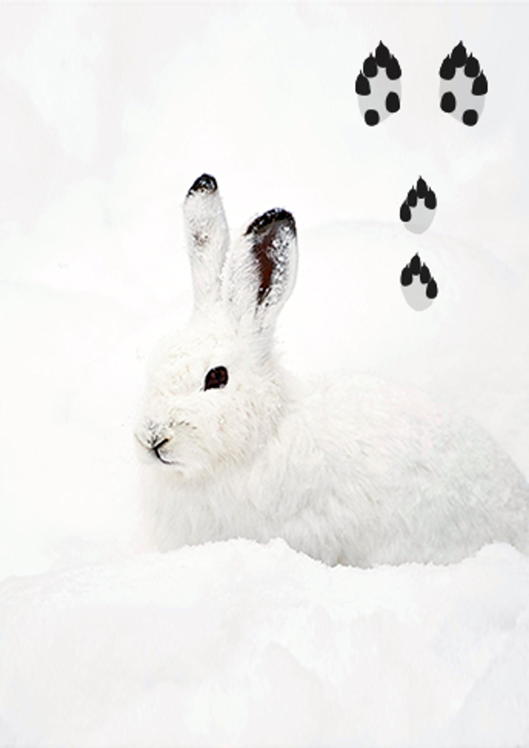 Hare tracks in the snow