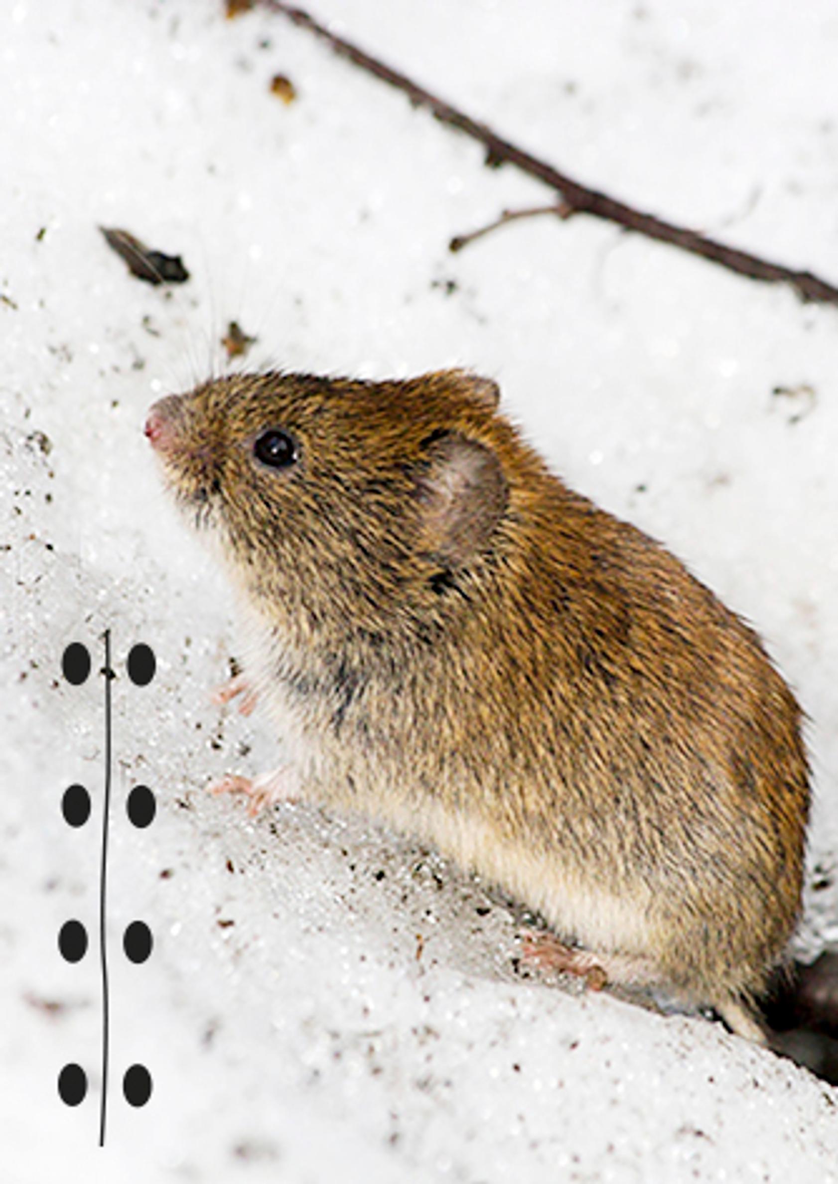 Bank vole tracks in the snow.