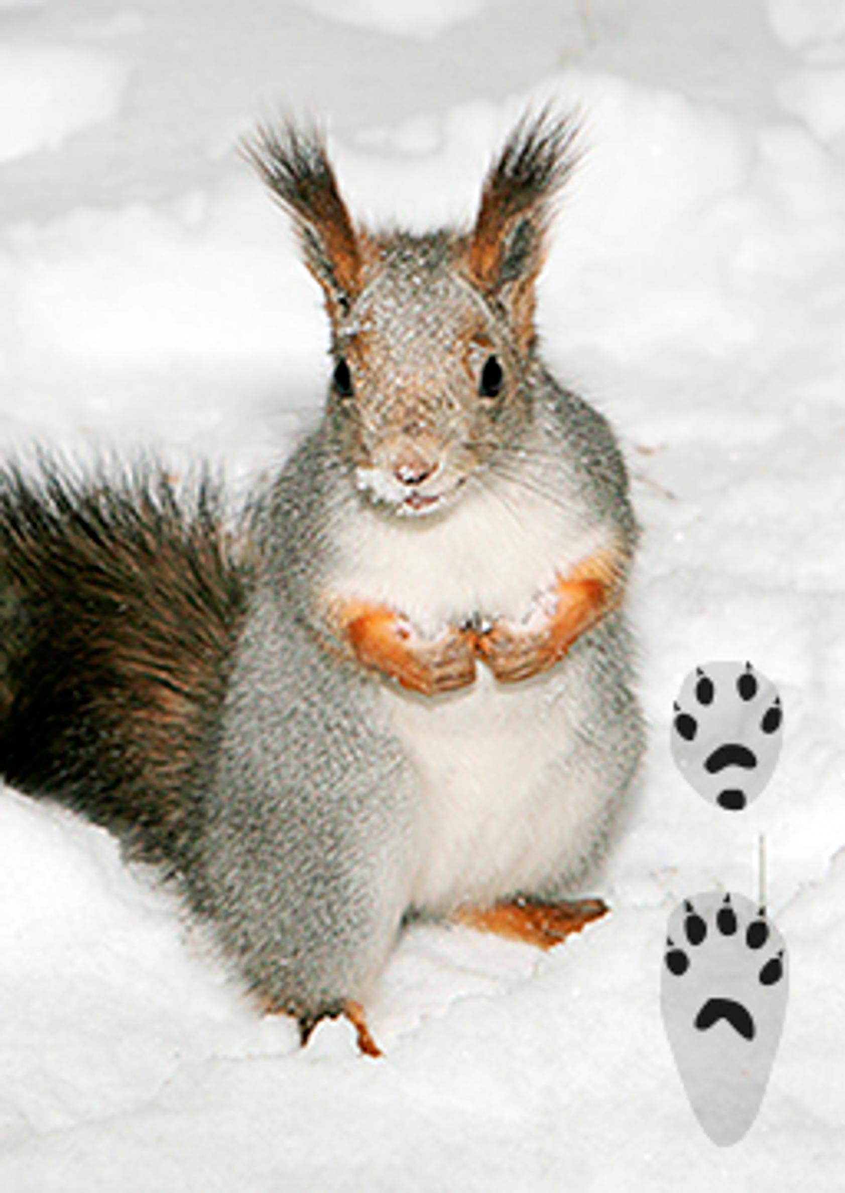 Squirrel tracks in the snow