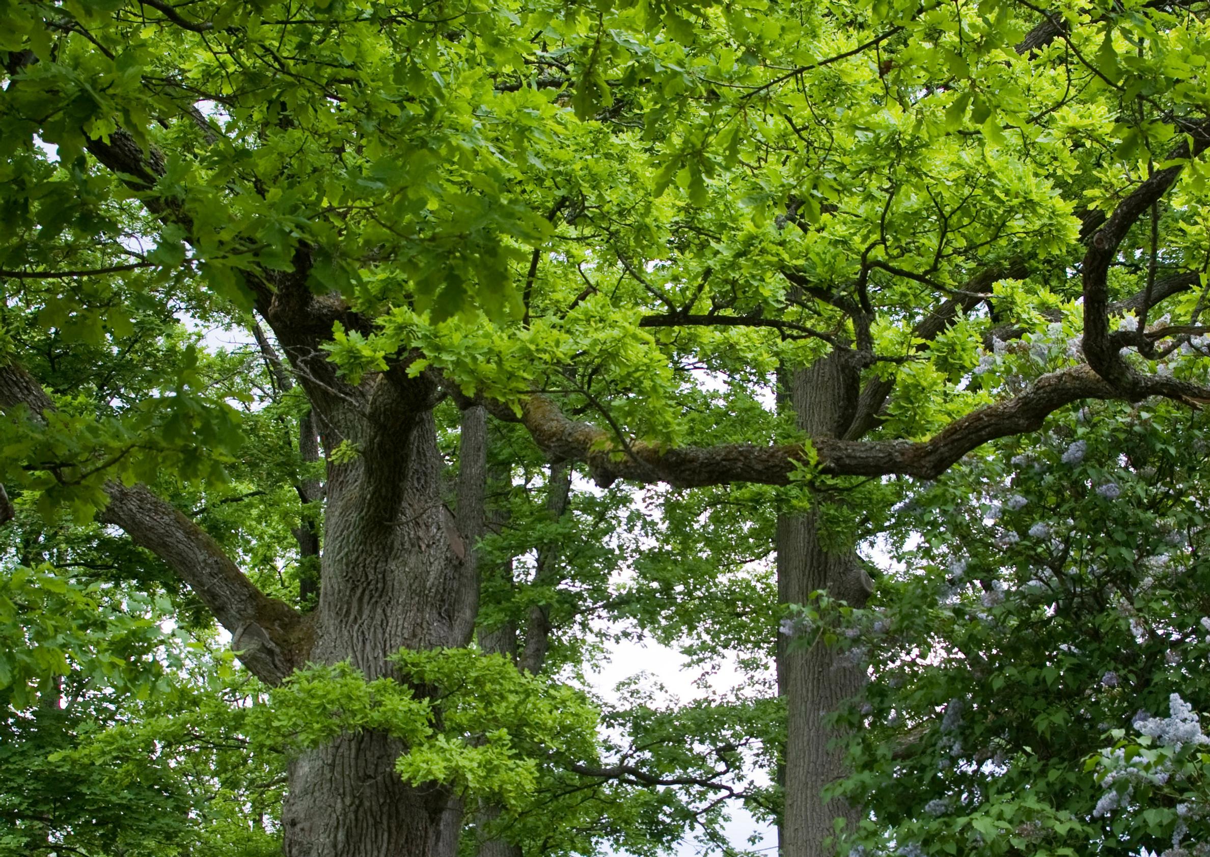 Two oak trees