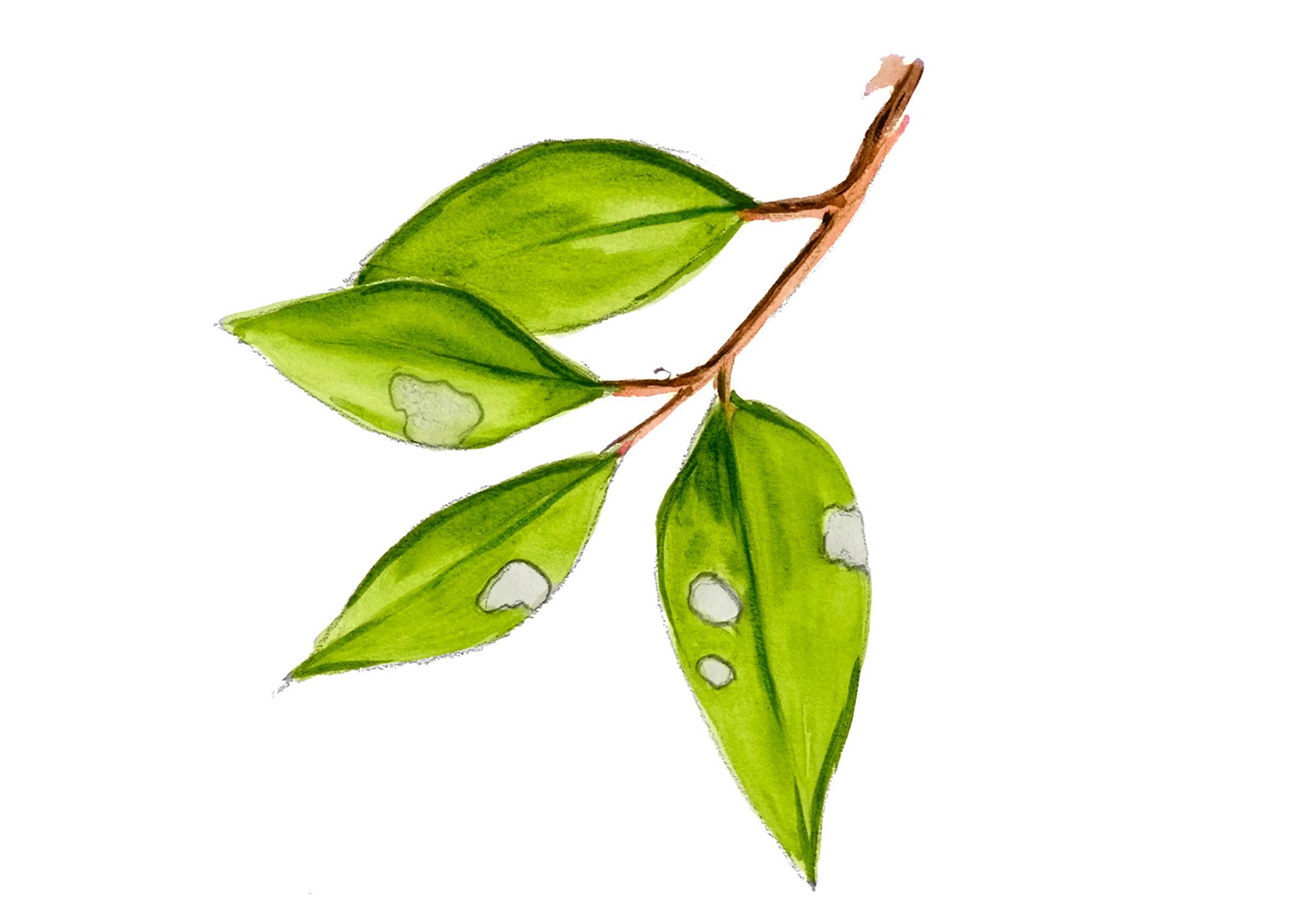 Identifying thrips and how to control them
