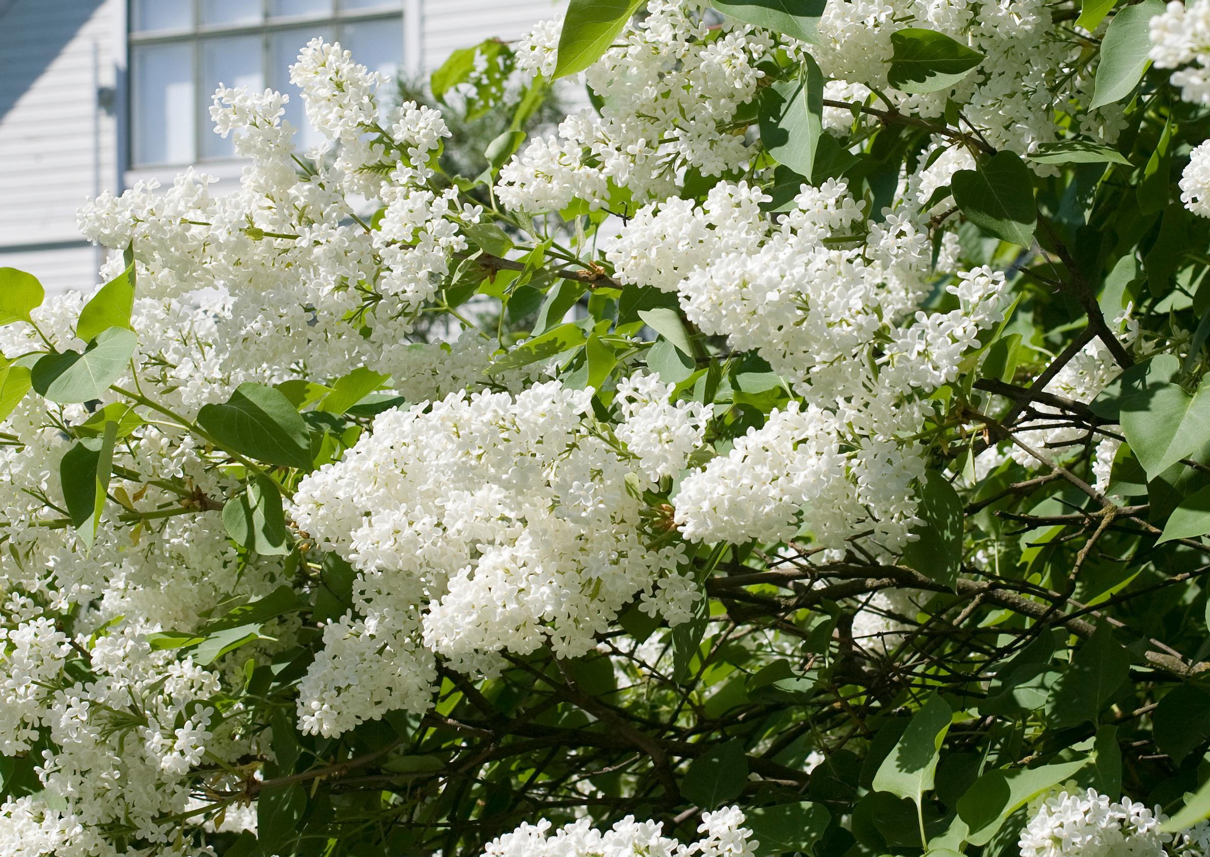 Common lilac care and pruning: your complete guide