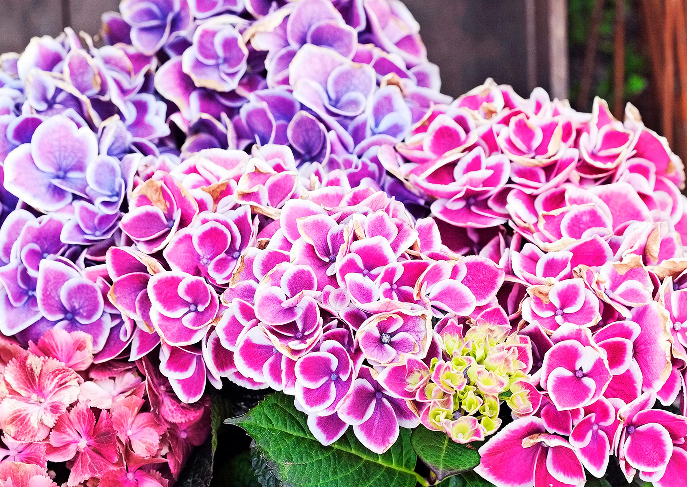 Caring for hydrangeas: tips to ensure they bloom all summer