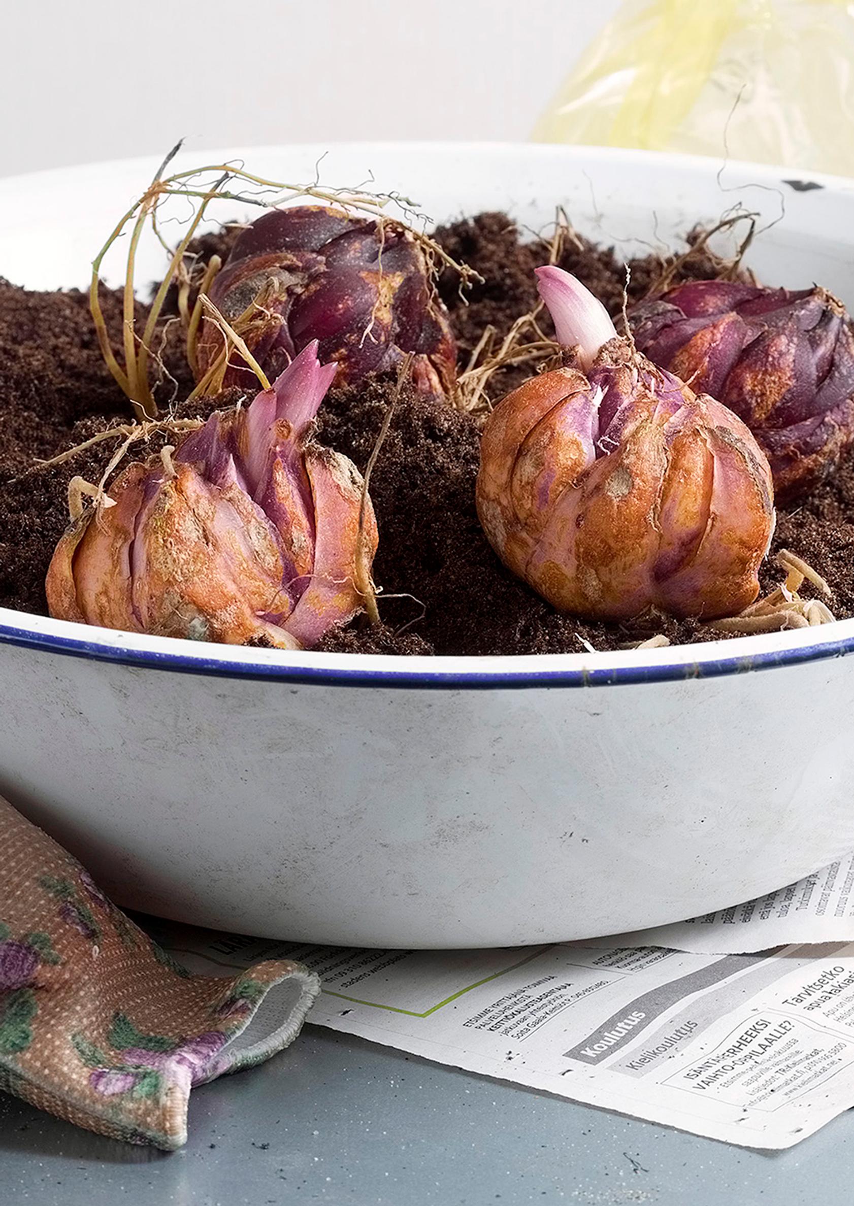 how to grow lilies
