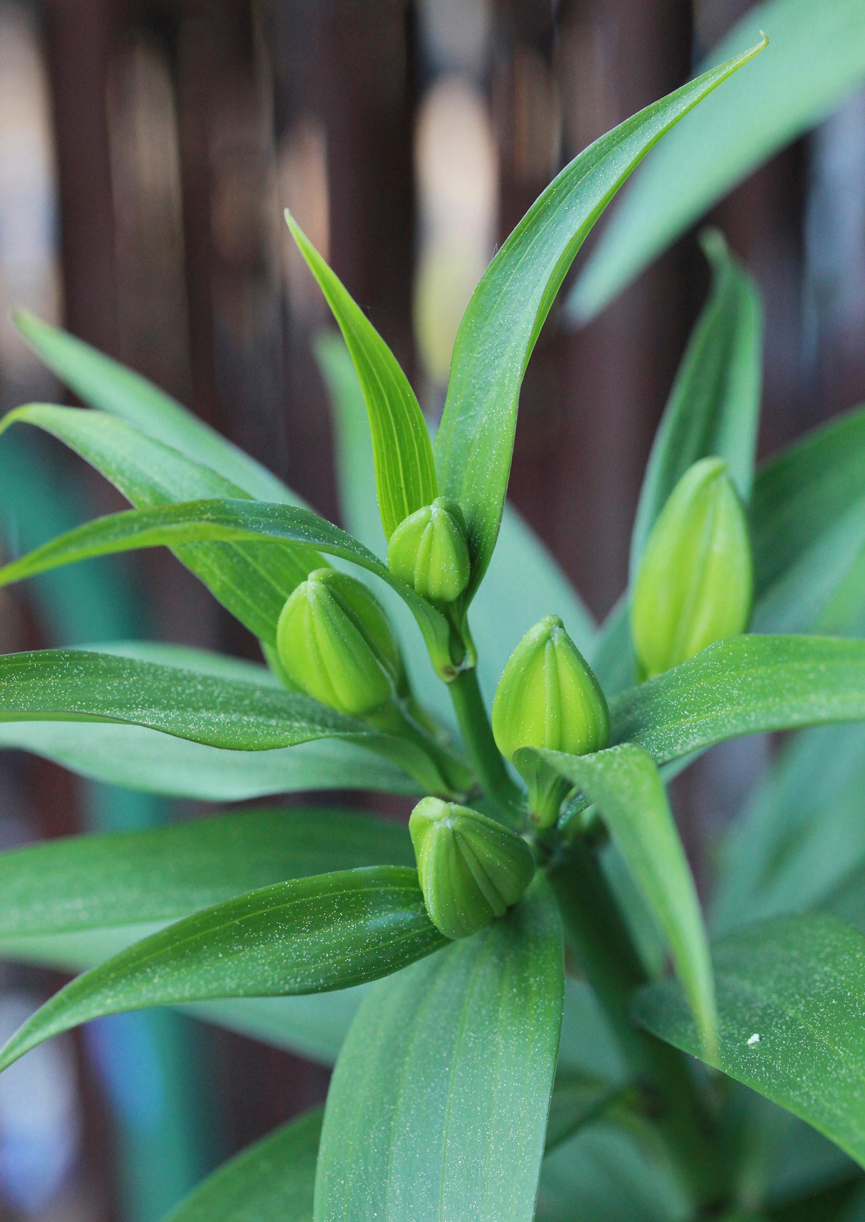 how to grow lilies