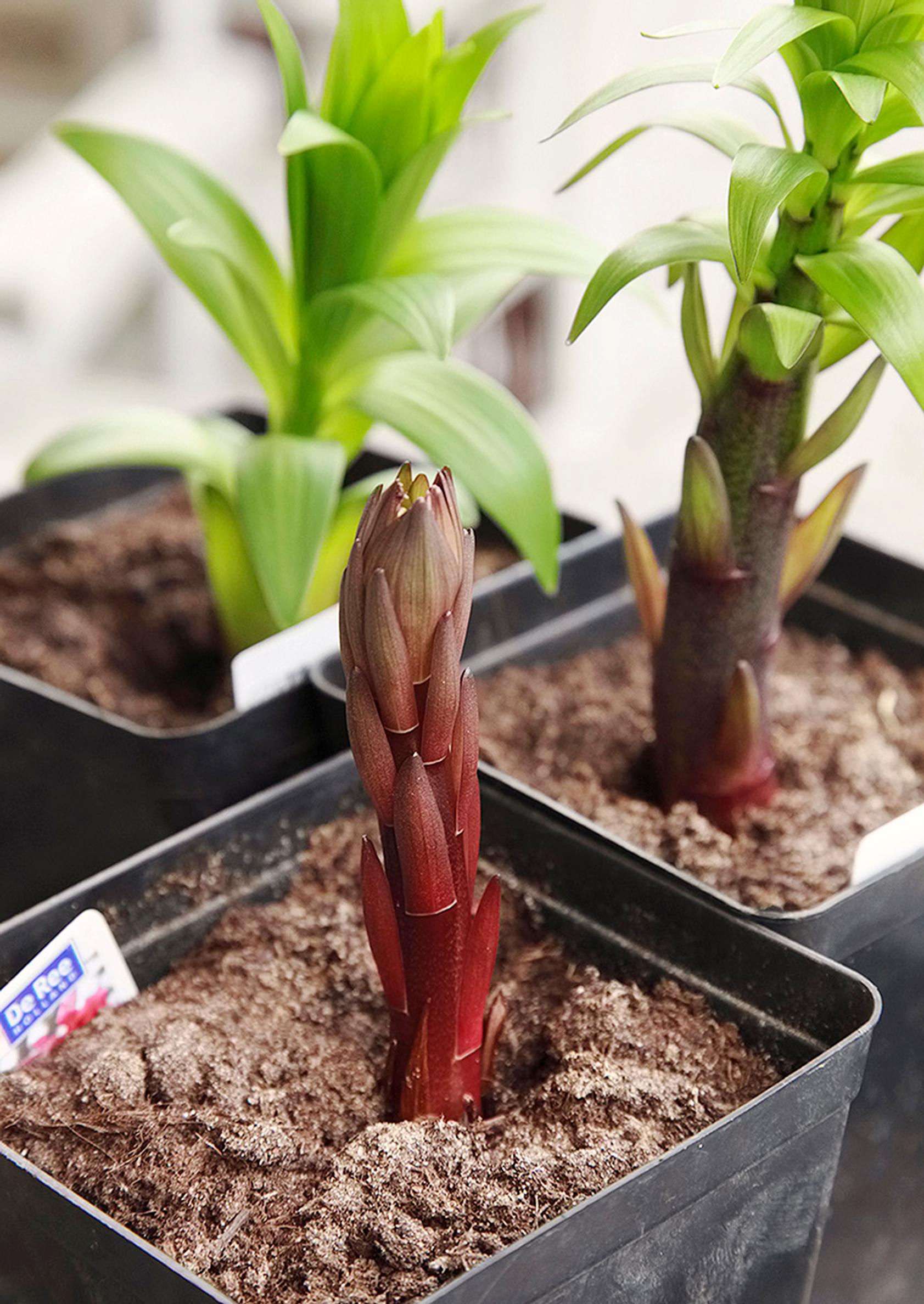 how to grow lilies