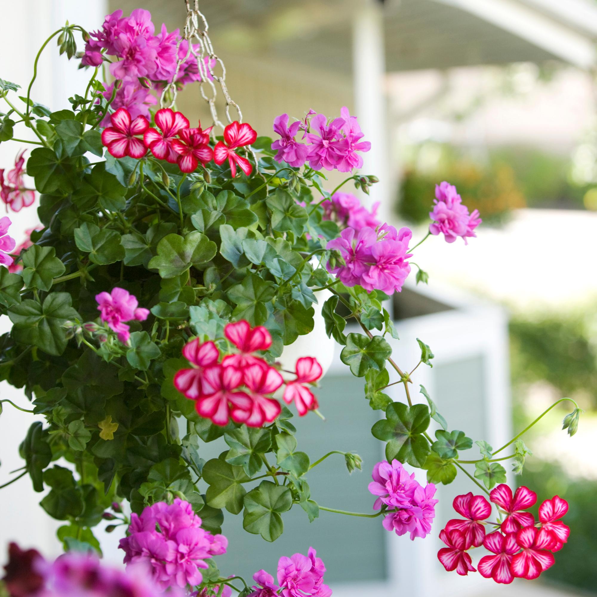 Brighten up your balcony and patio with hanging basket flowers—get care tips and discover the most beautiful varieties