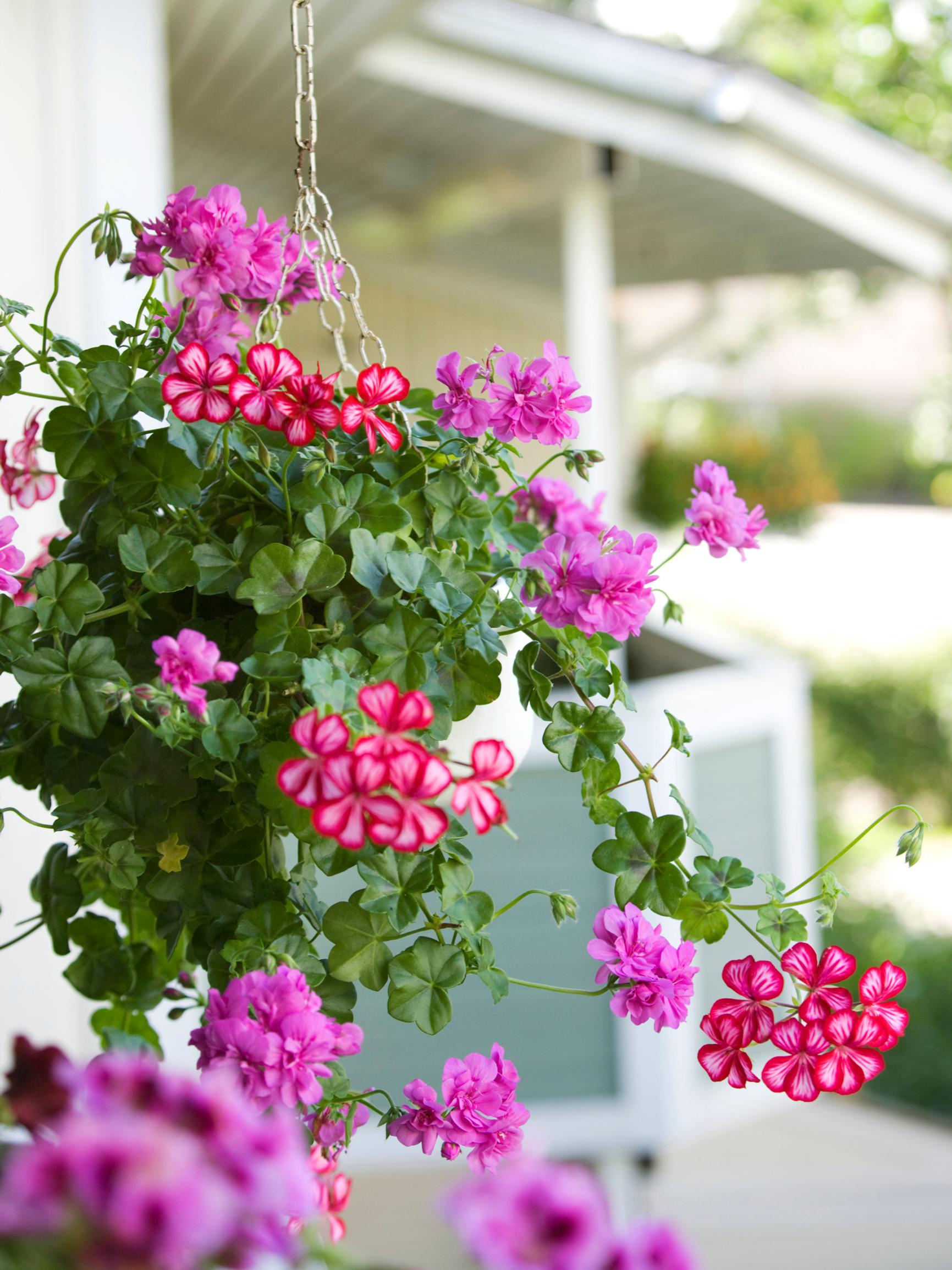 Brighten up your balcony and patio with hanging basket flowers—get care tips and discover the most beautiful varieties