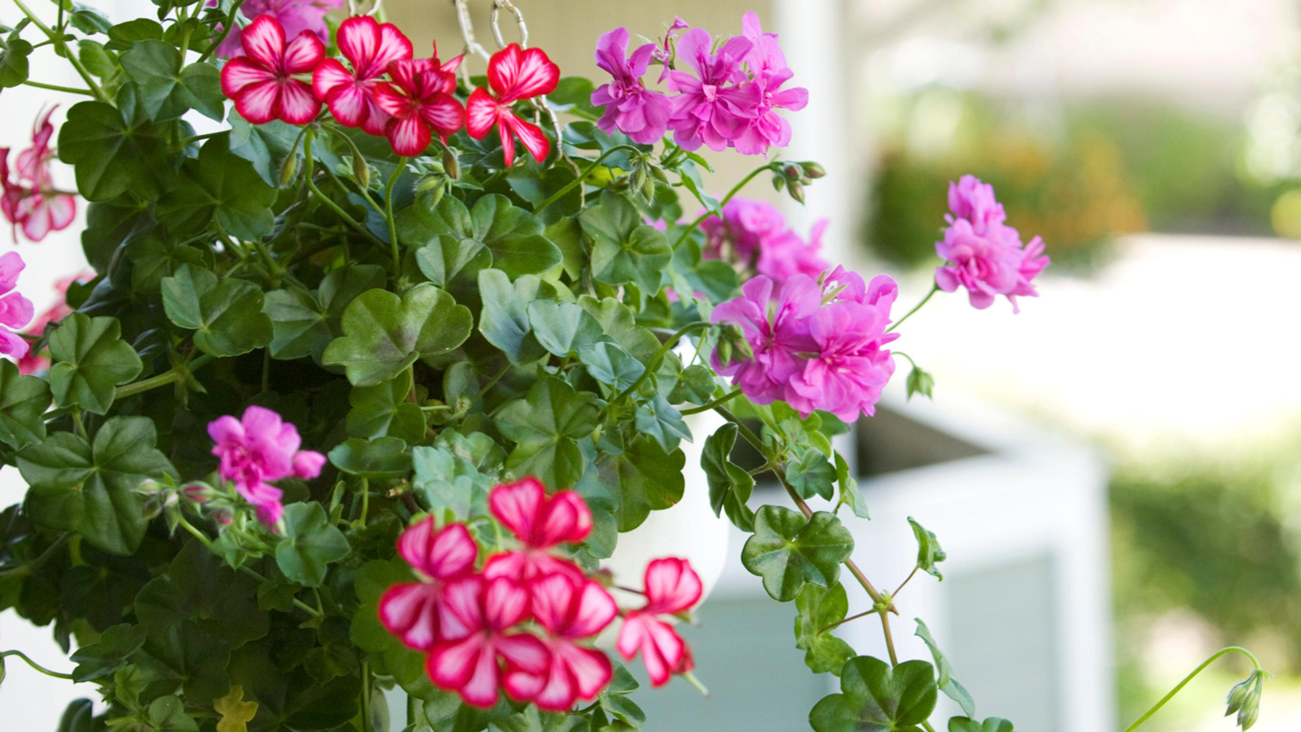 Brighten up your balcony and patio with hanging basket flowers—get care tips and discover the most beautiful varieties