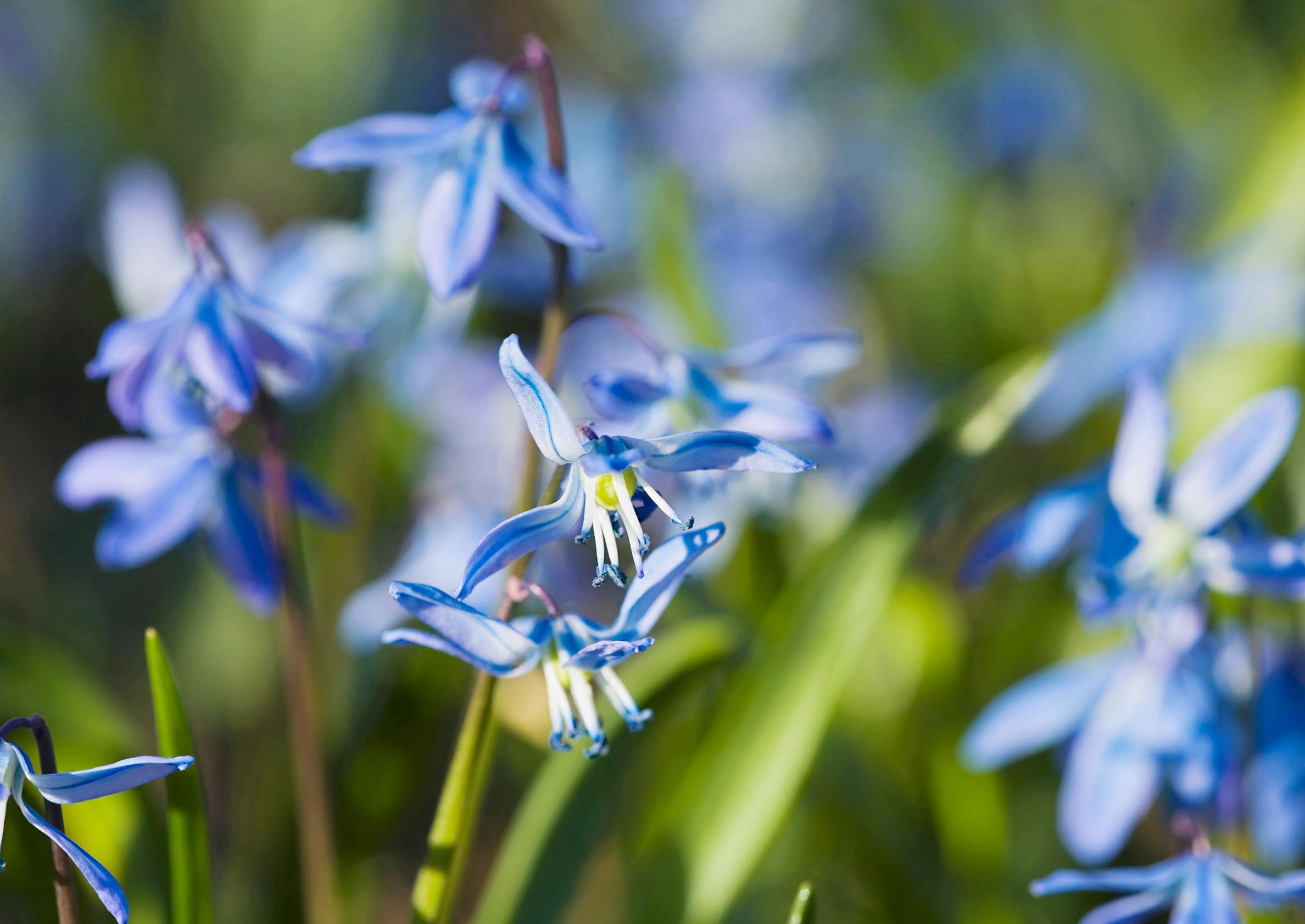 The first flowers of spring: 8 beautiful species and cultivars for your garden