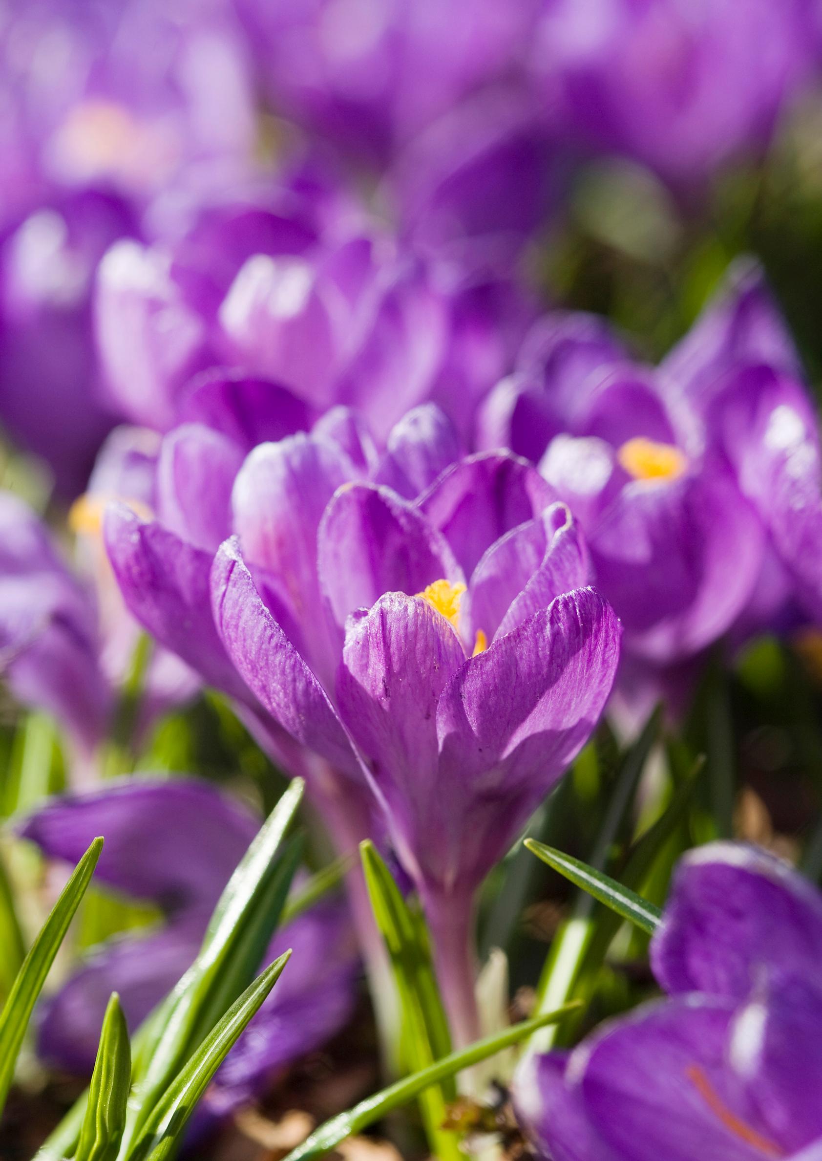 first flowers of spring