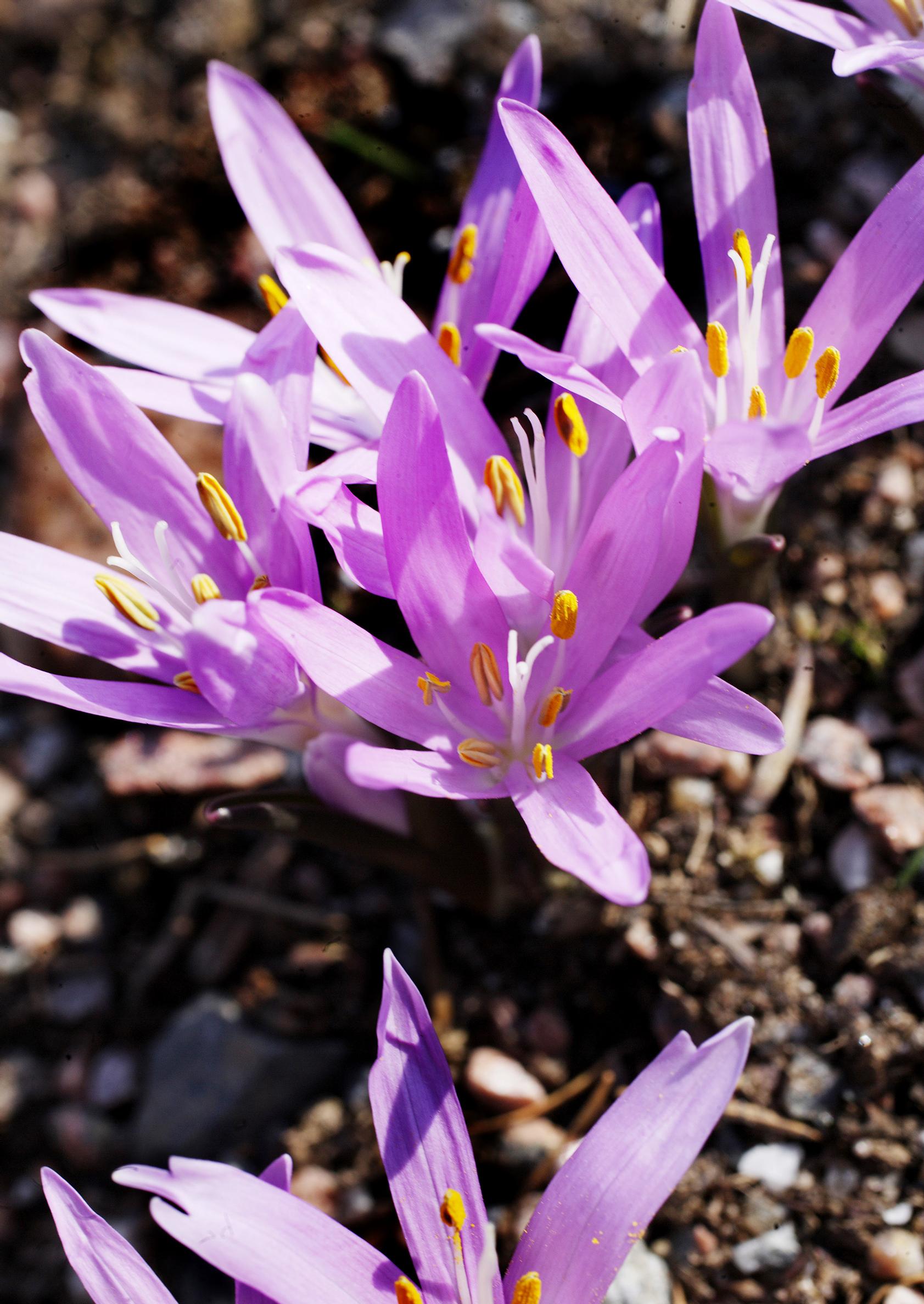 first flowers of spring