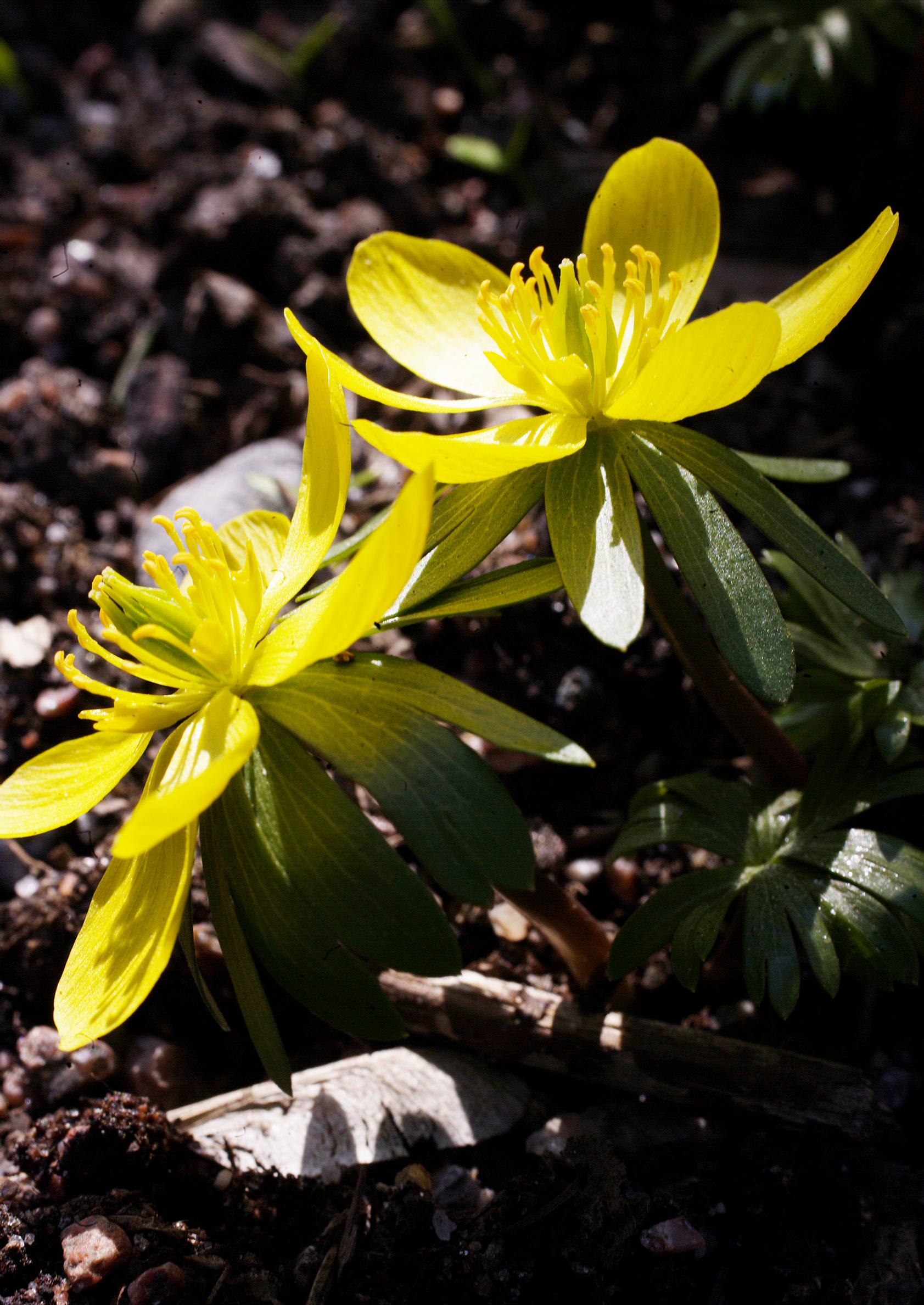 first flowers of spring