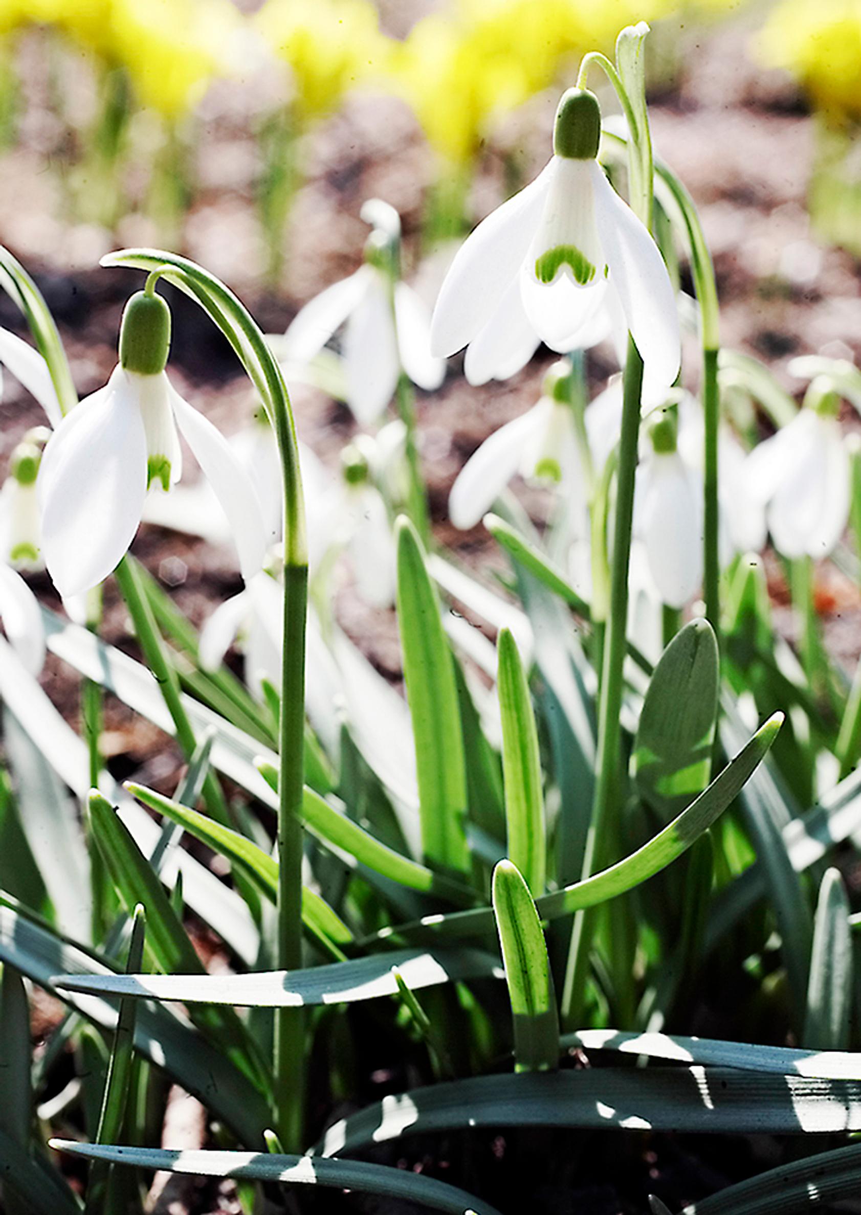 first flowers of spring