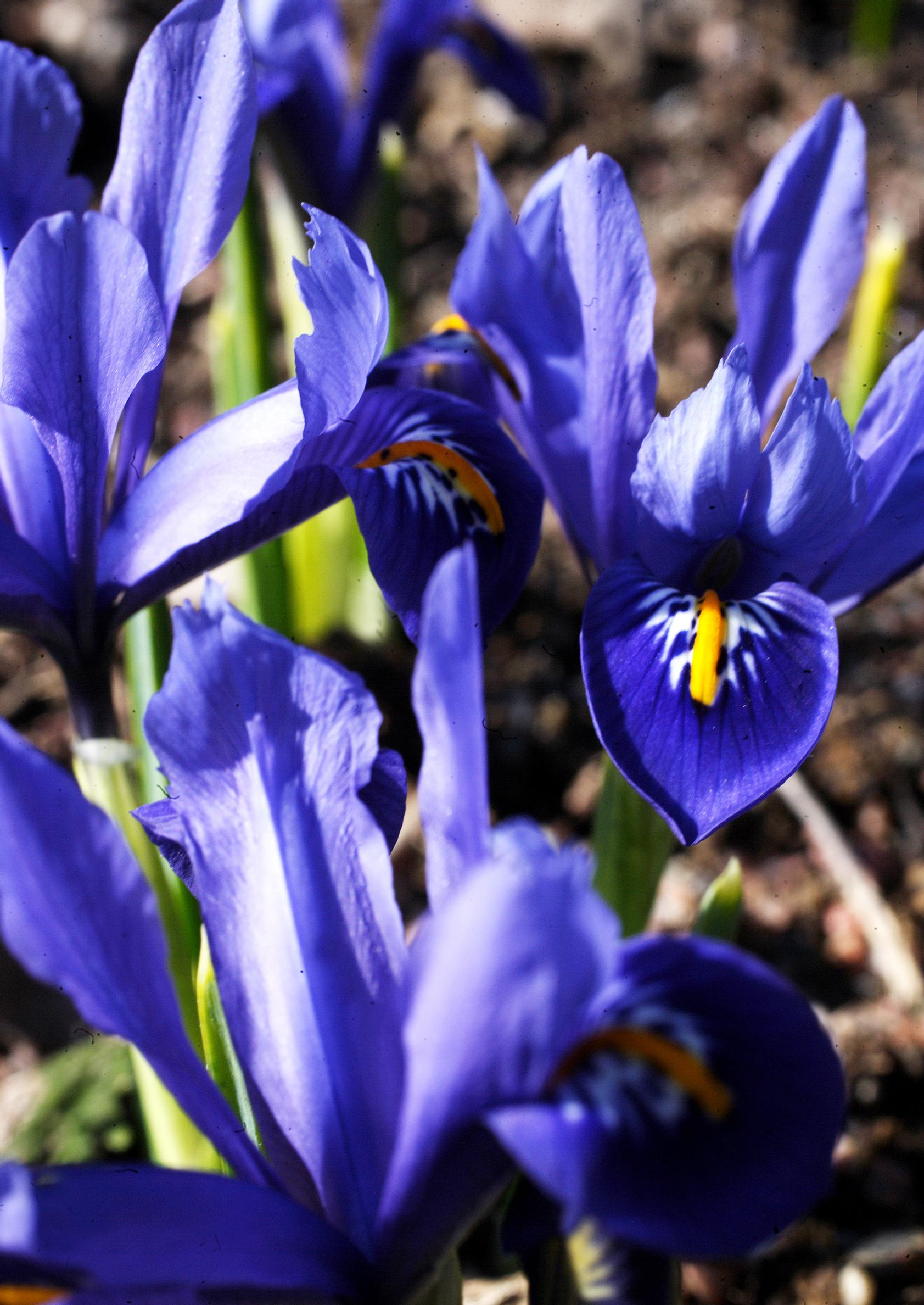 first flowers of spring