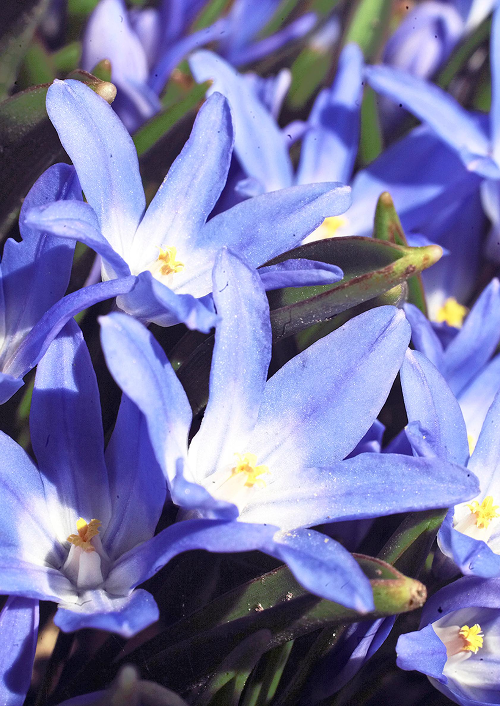 first flowers of spring