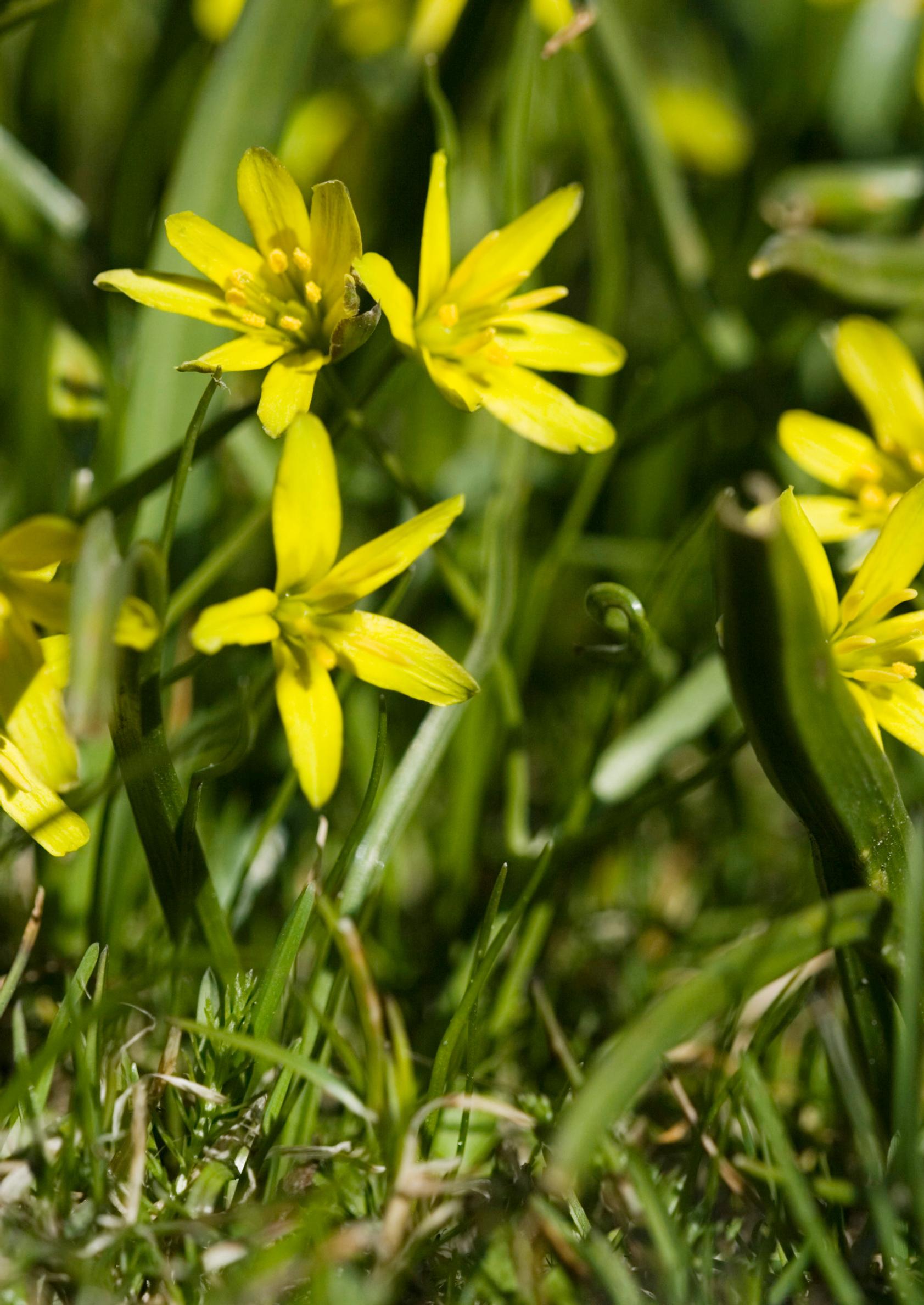 first flowers of spring