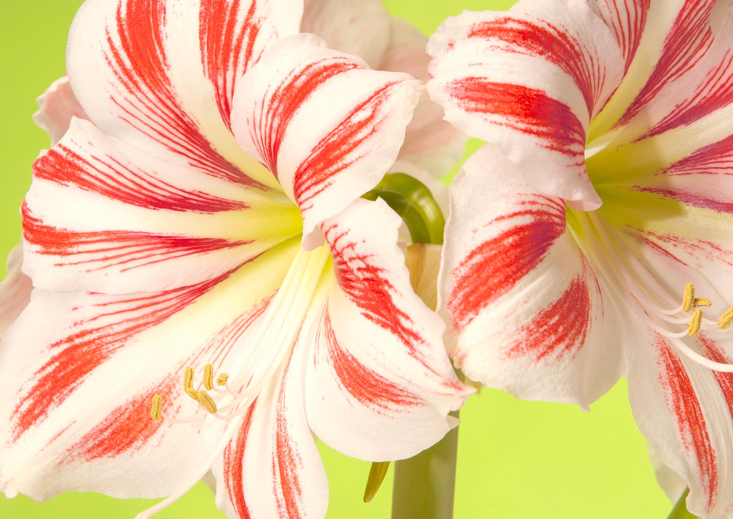 How to make an amaryllis bloom again