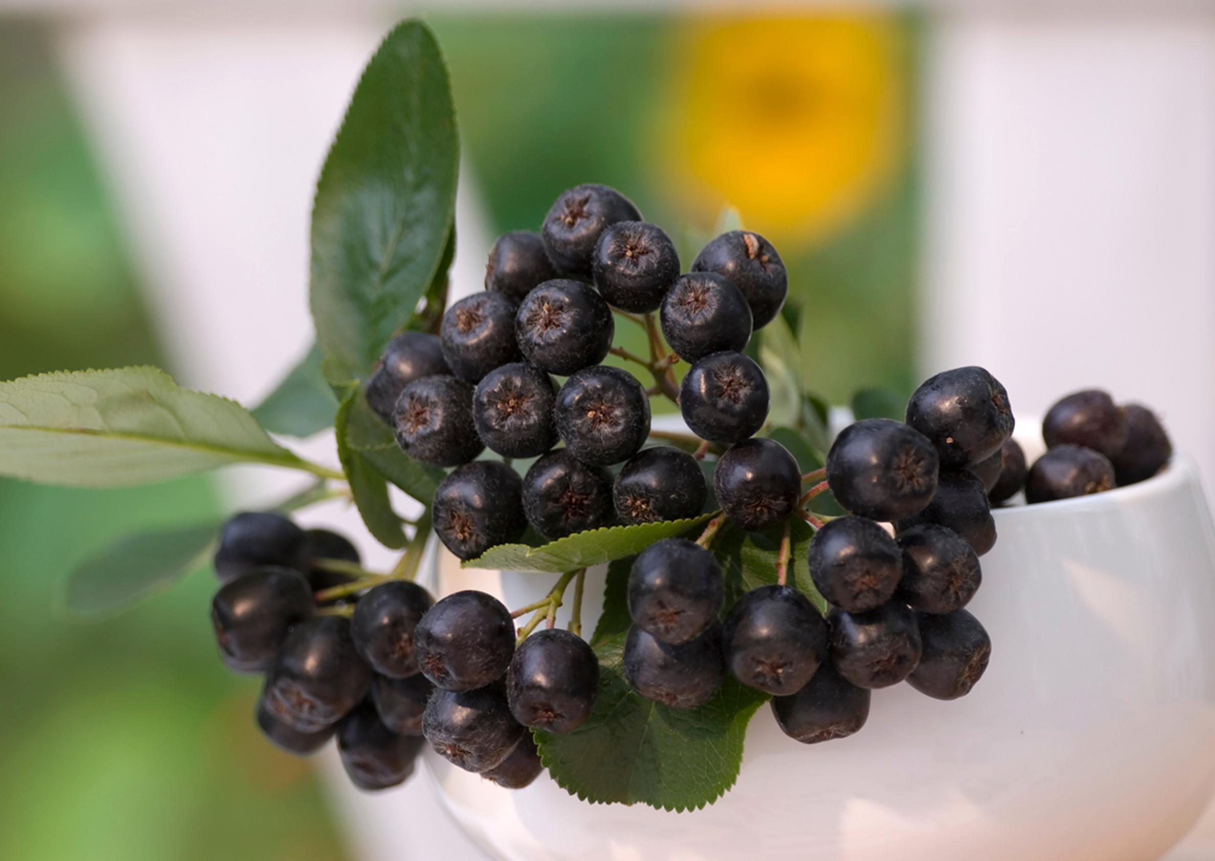 Chokeberry yields a generous harvest with minimal care—see our tips for growing aronia!