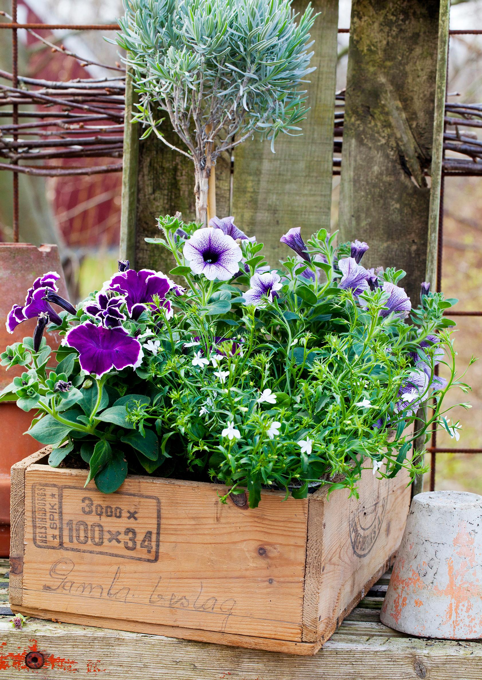 Flowers for sunny areas: Petunia
