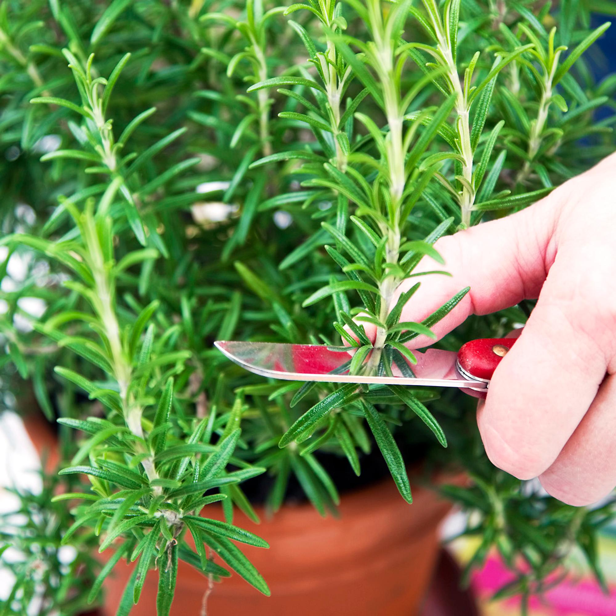 Growing rosemary tips: Everything you need to know!