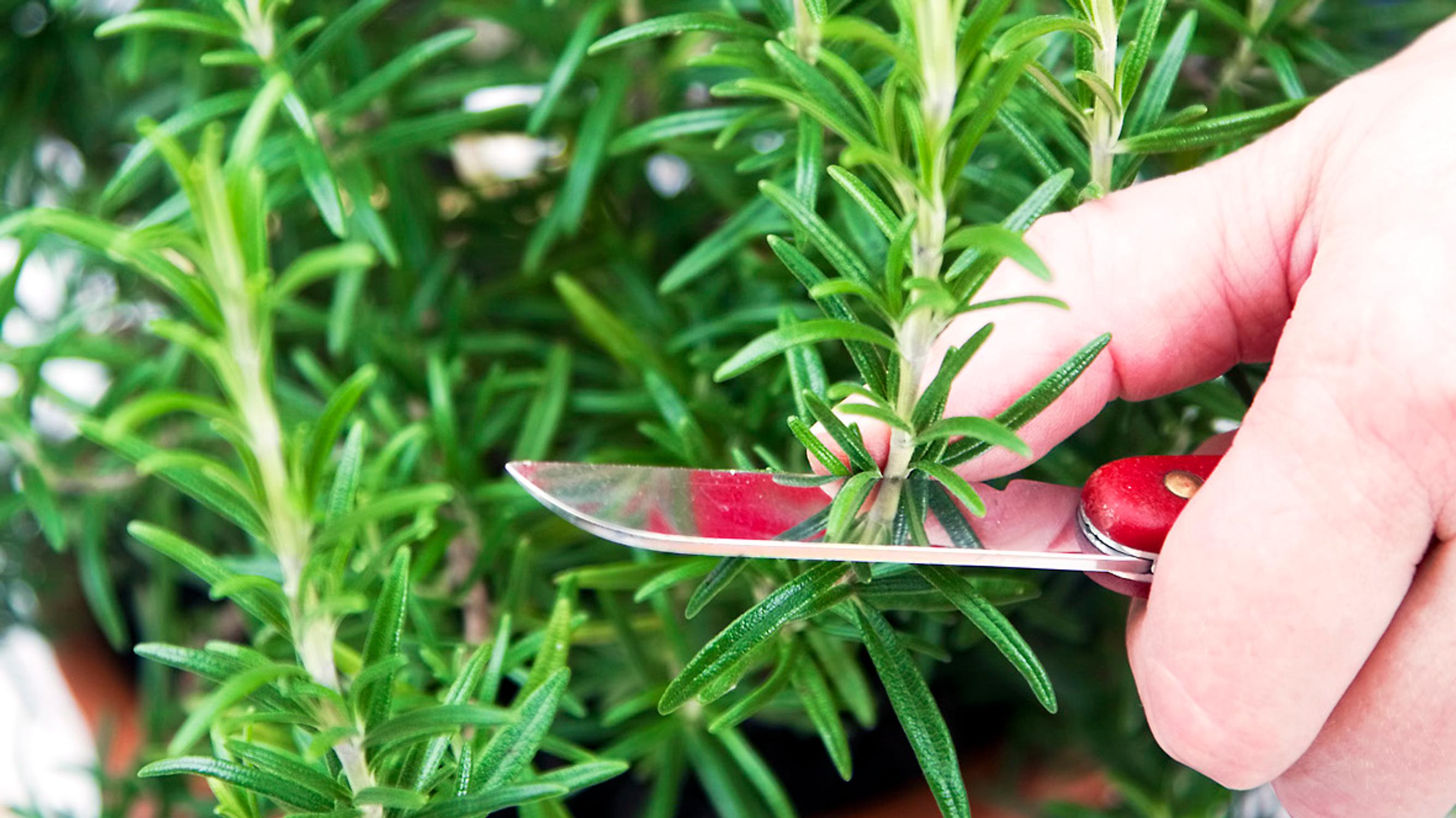 Growing rosemary tips: Everything you need to know!