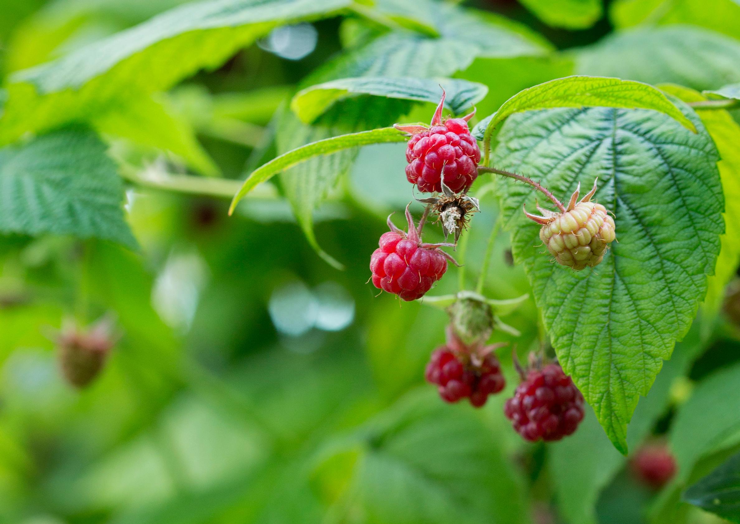 Prune your raspberries for a bountiful harvest—here’s how!