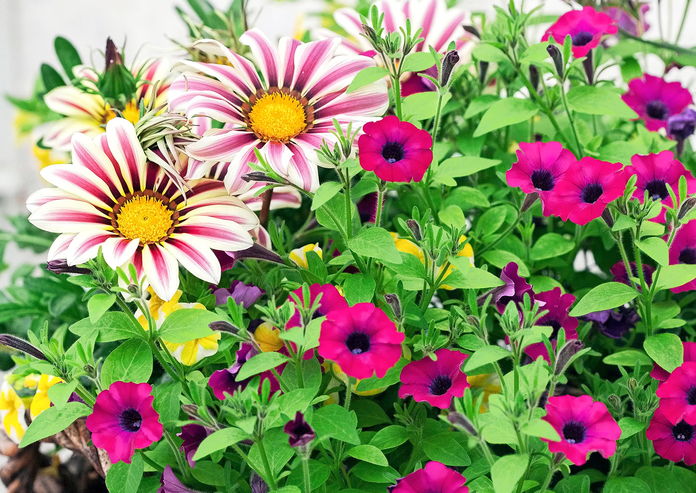How to care for petunias? Check out our tips!