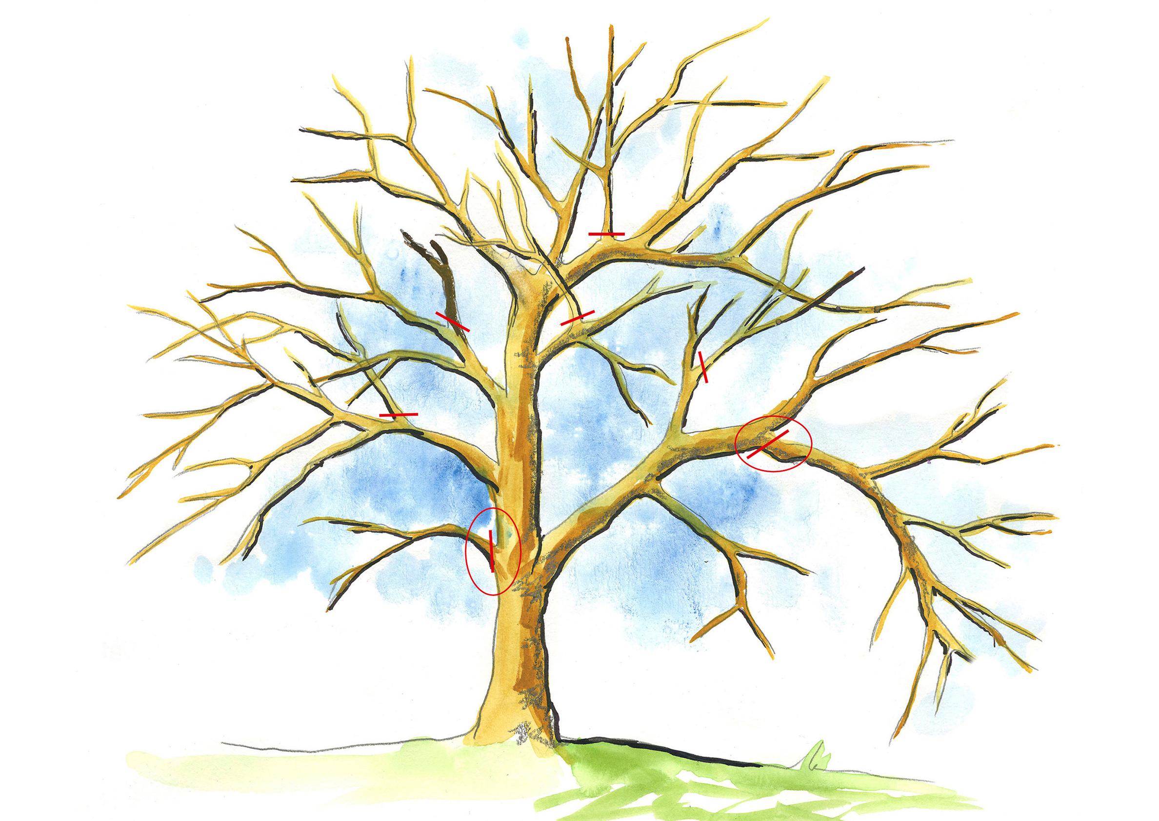 How to prune an old apple tree
