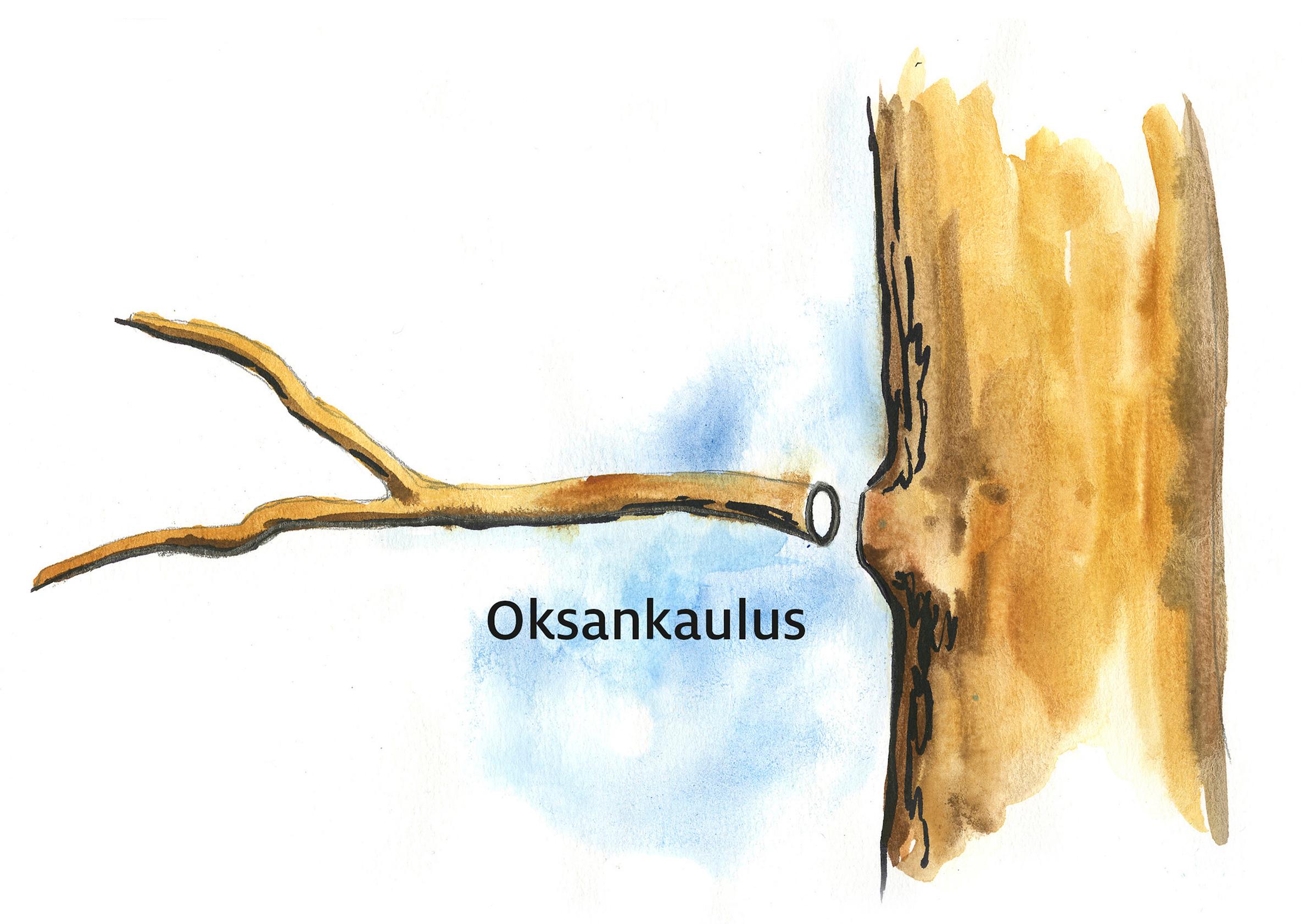 How to prune an old apple tree
