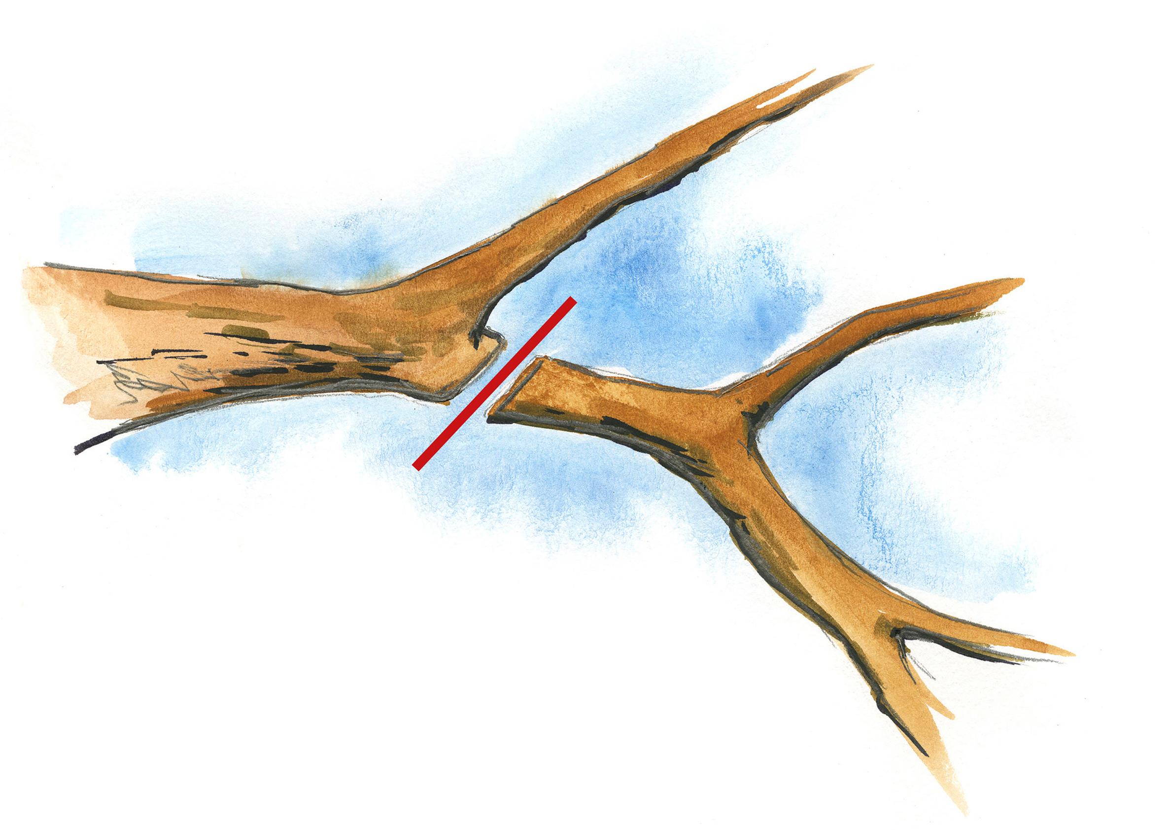 How to prune an old apple tree