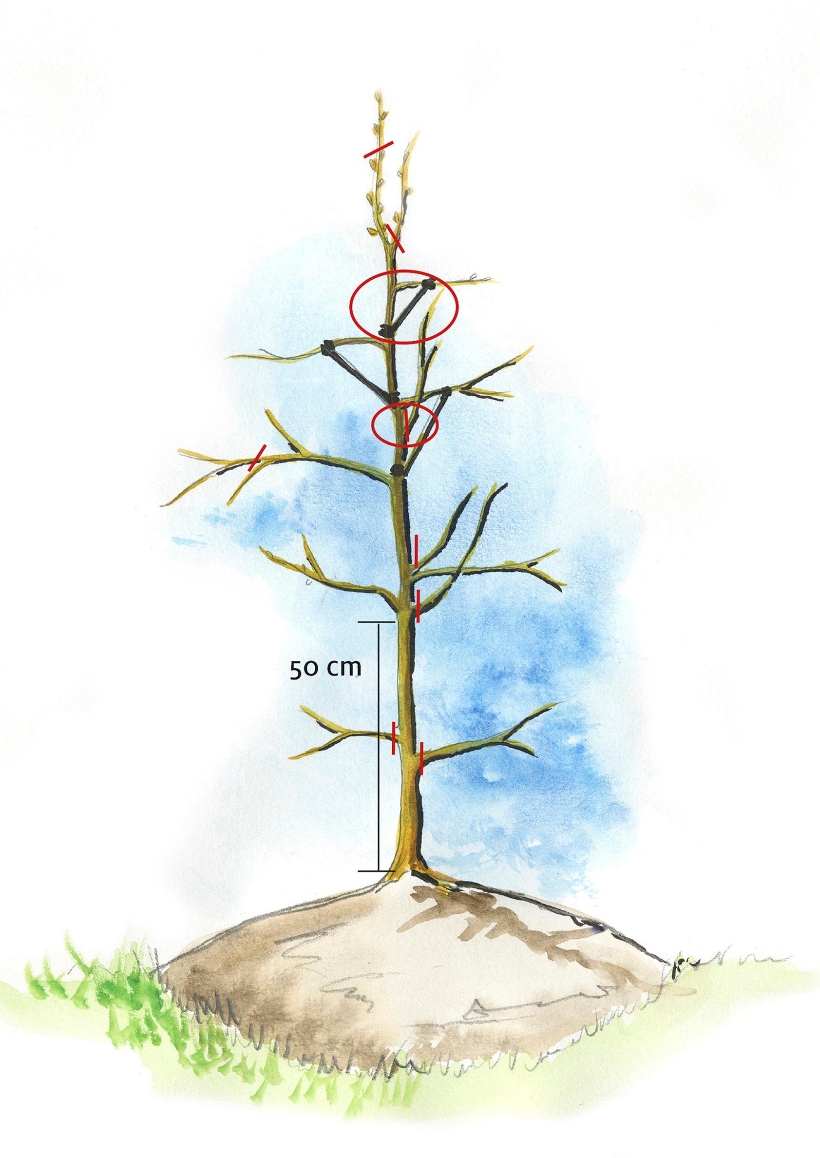 How to prune a young apple tree