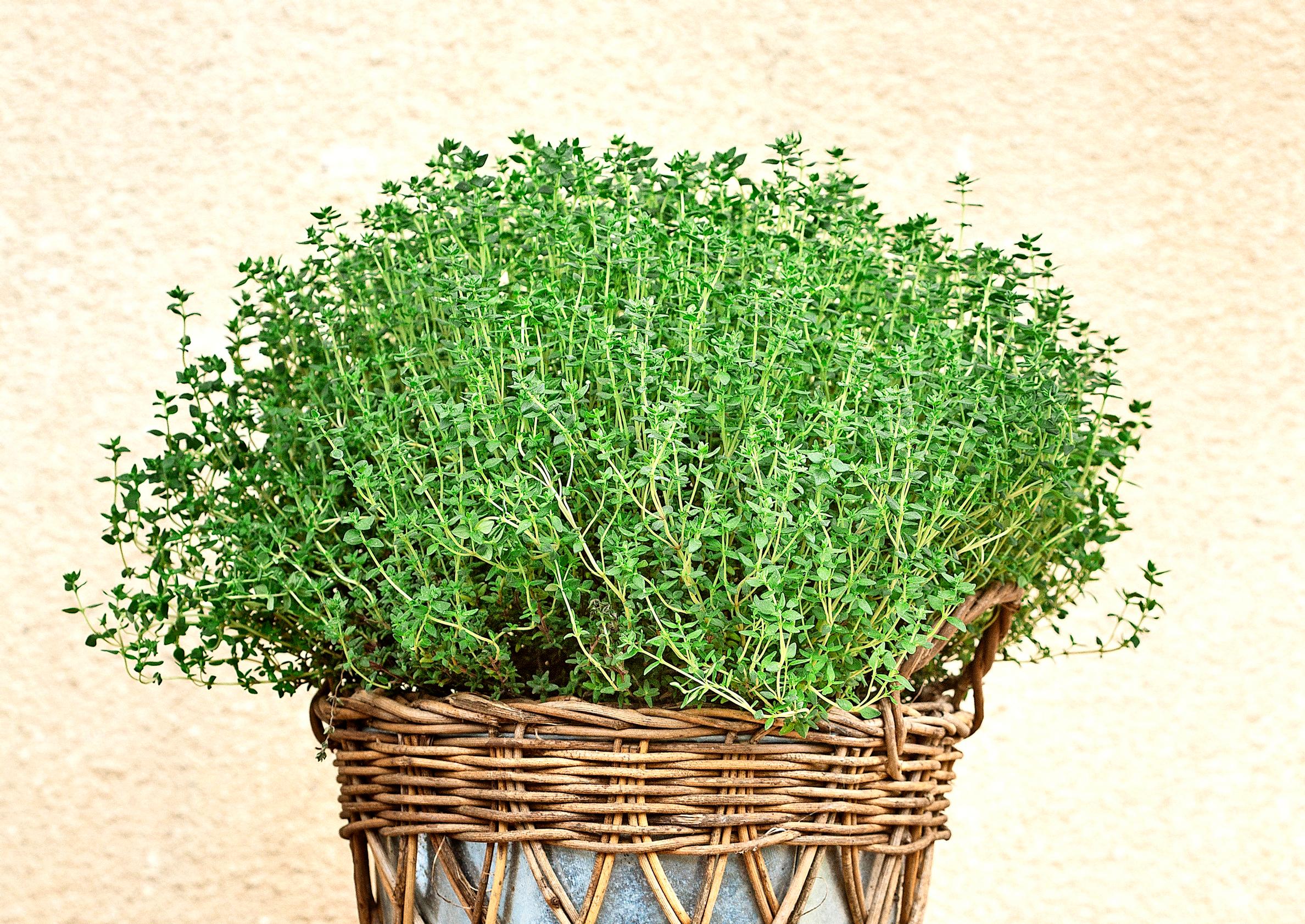 Growing thyme—get our best tips on caring for this Mediterranean herb