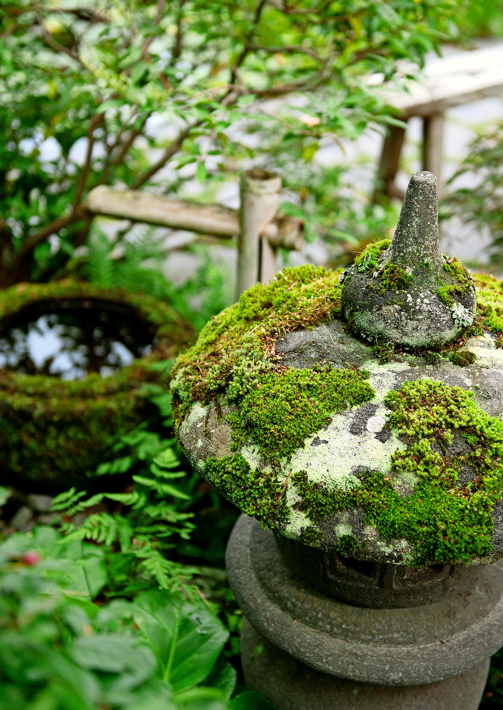 Japanese garden