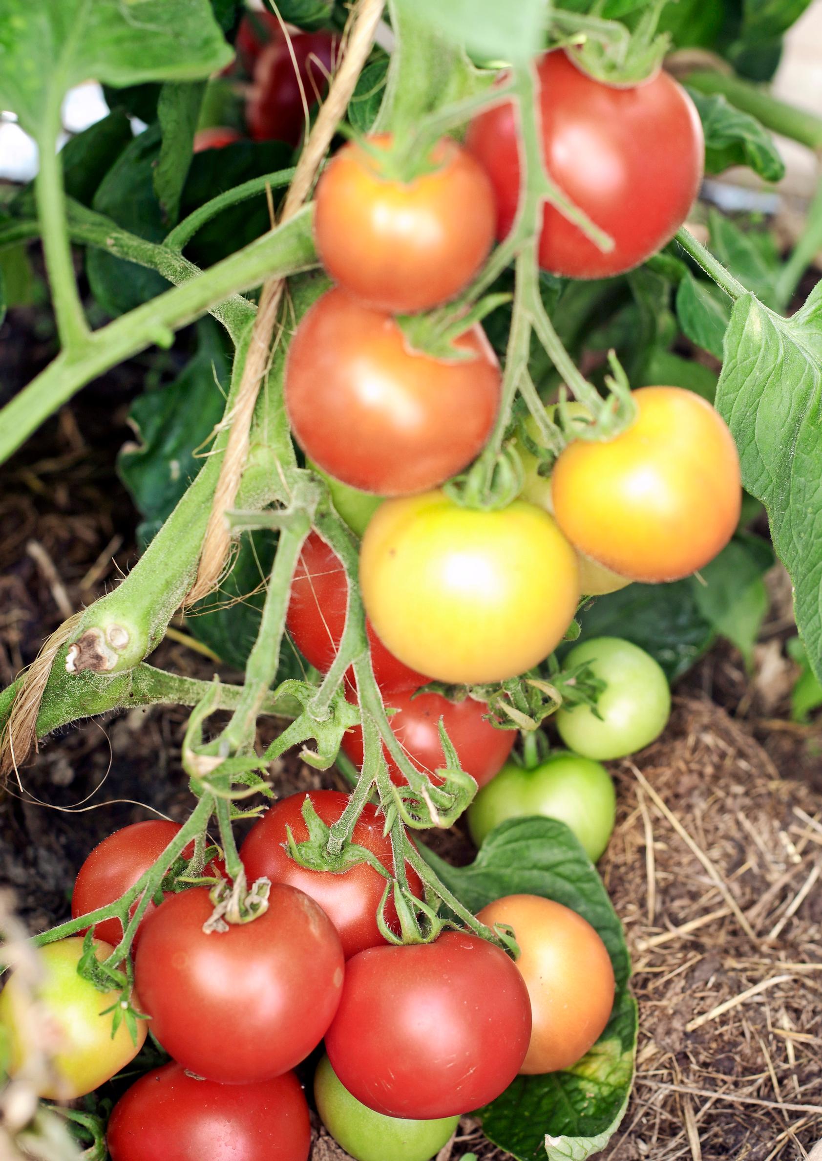 Tomatoes ripening