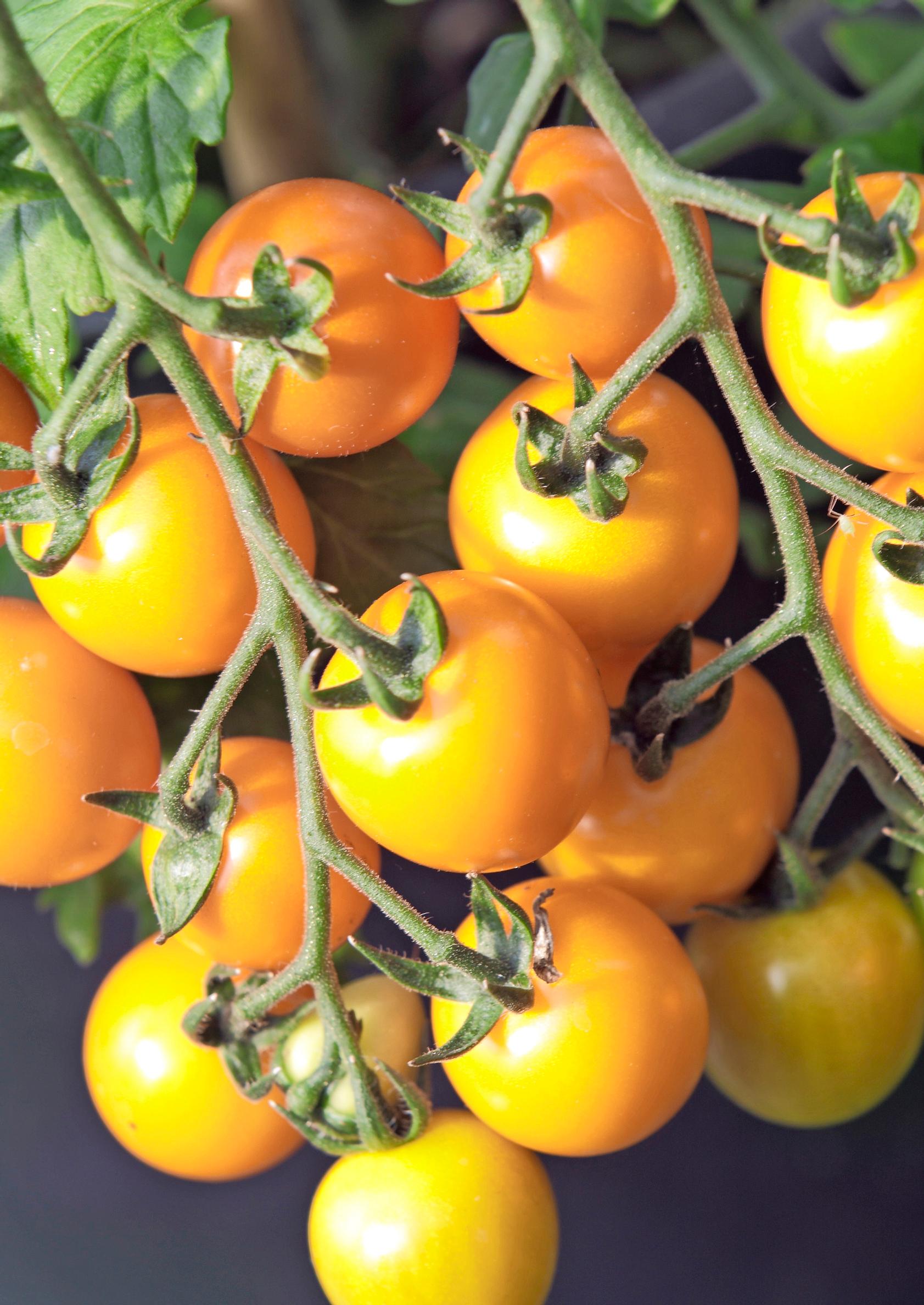 ‘Sungold’ tomato