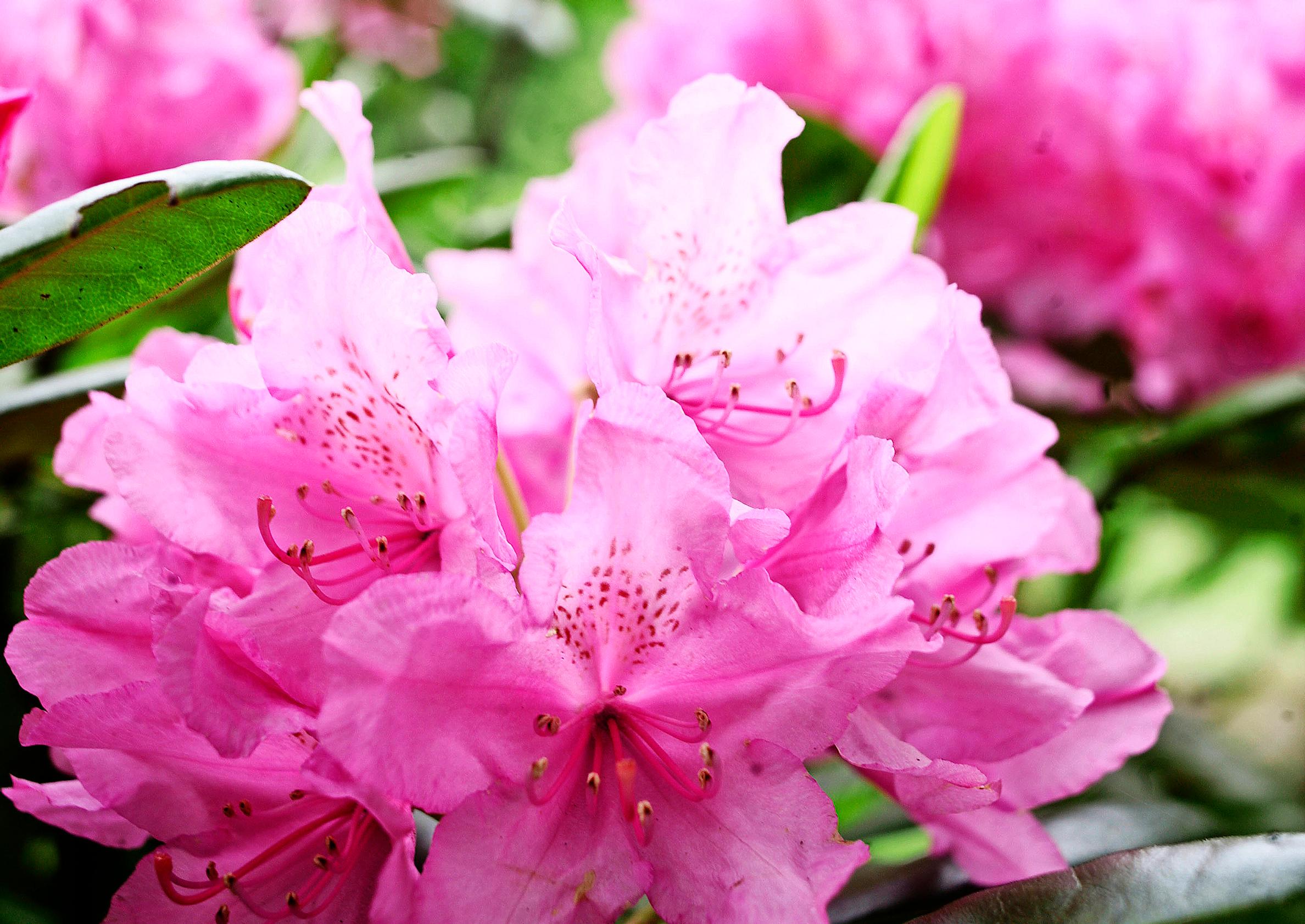 Rhododendron care: how to plant and grow rhododendrons successfully