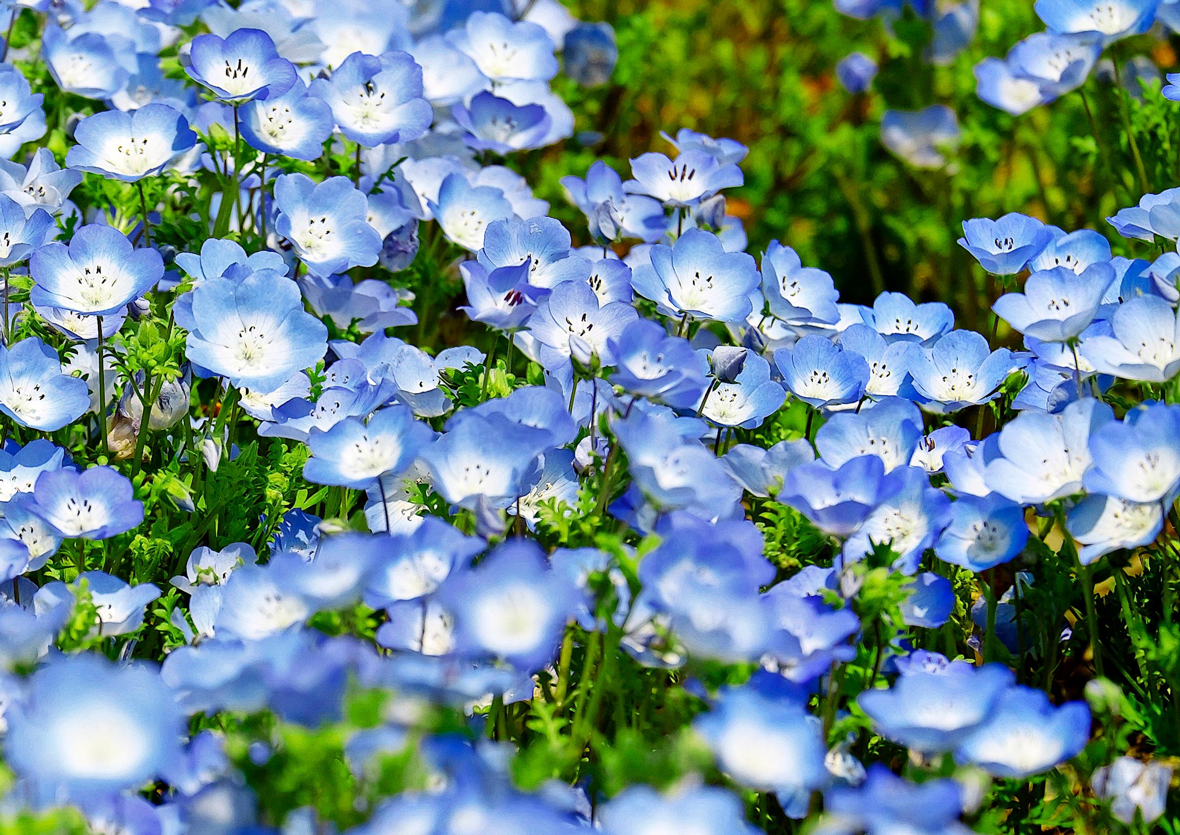 14 enchanting blue and lilac summer flowers