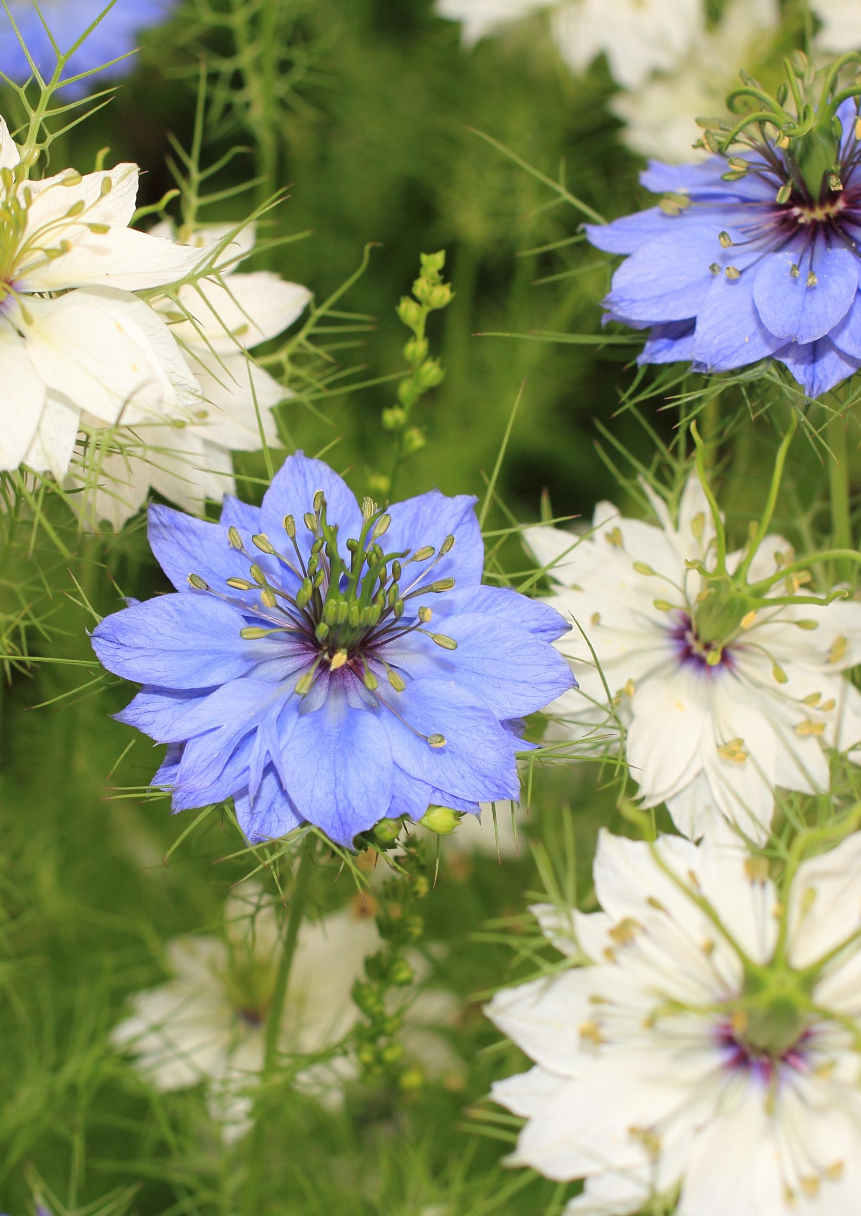 Blue summer flowers: Love-in-a-mist