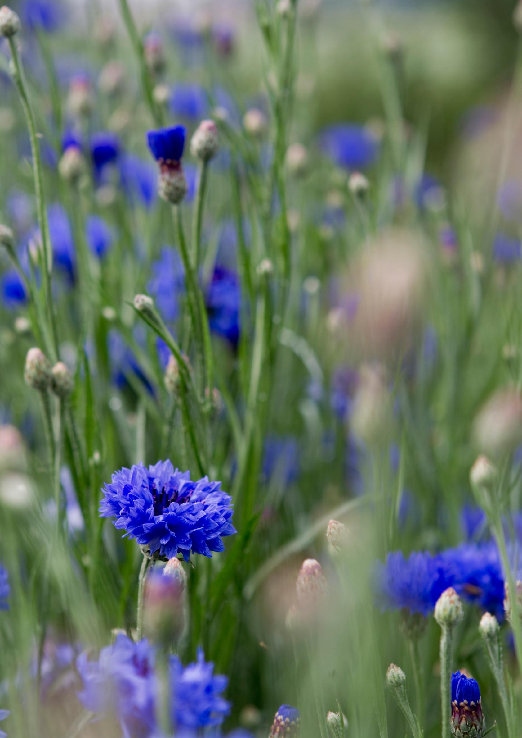 Blue summer flowers: Cornflower