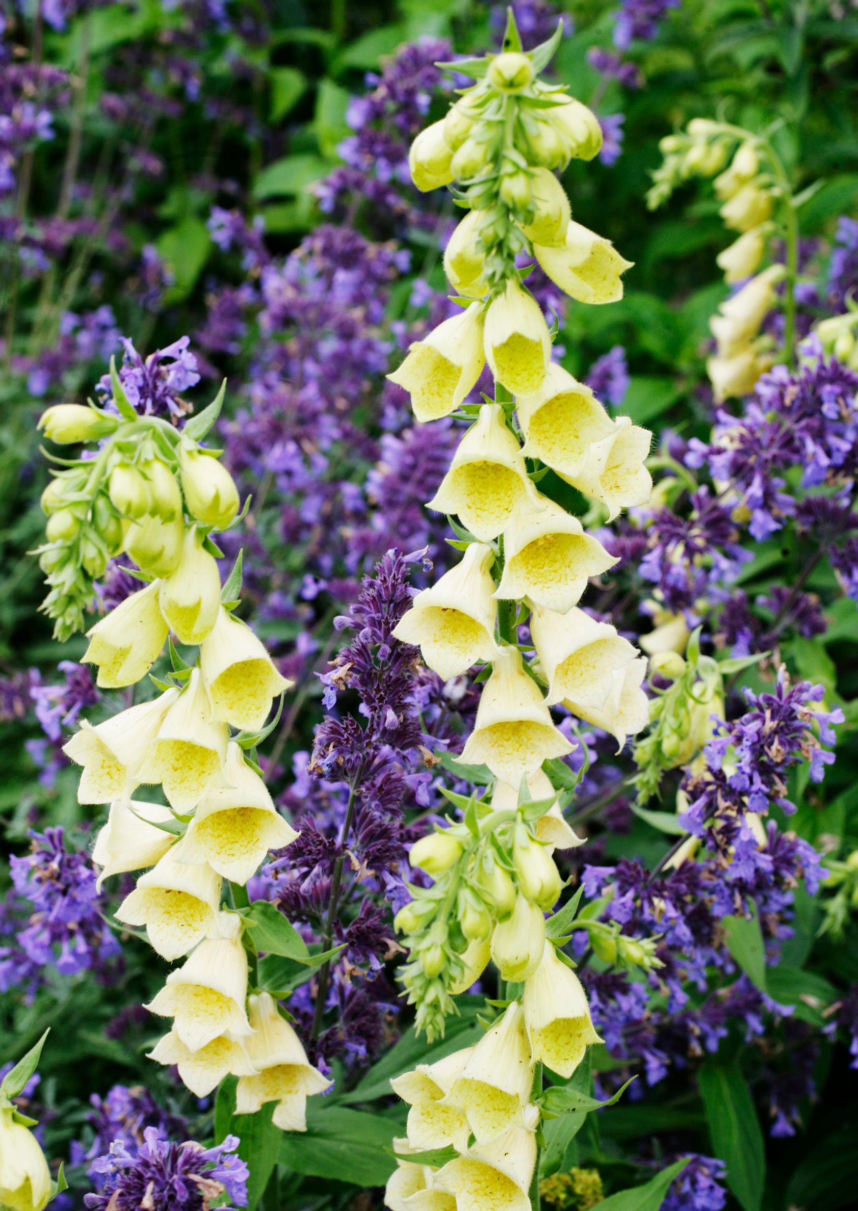 deer-resistant plants