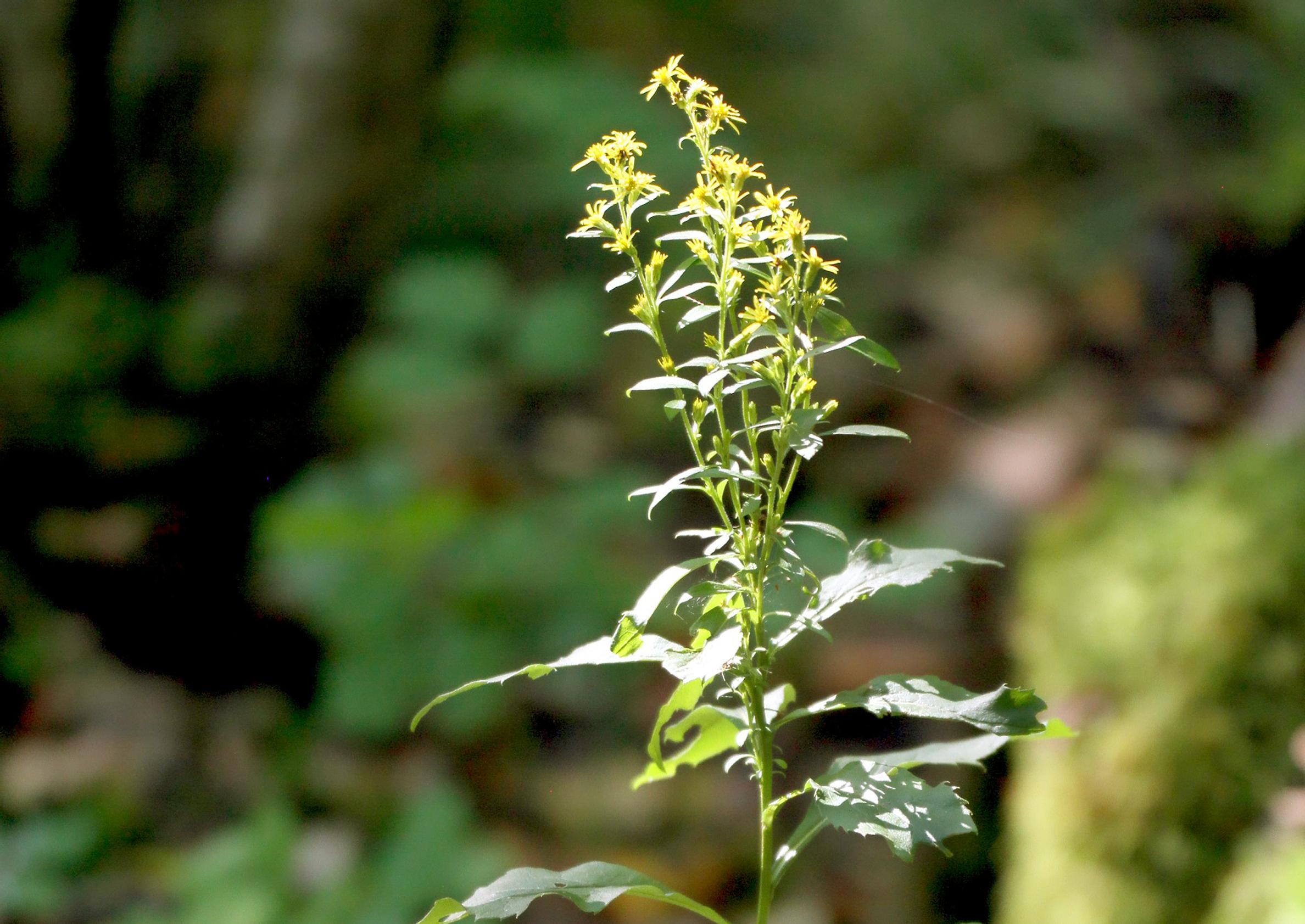Goldenrod: a striking late-summer showstopper—here’s how it will thrive in your garden