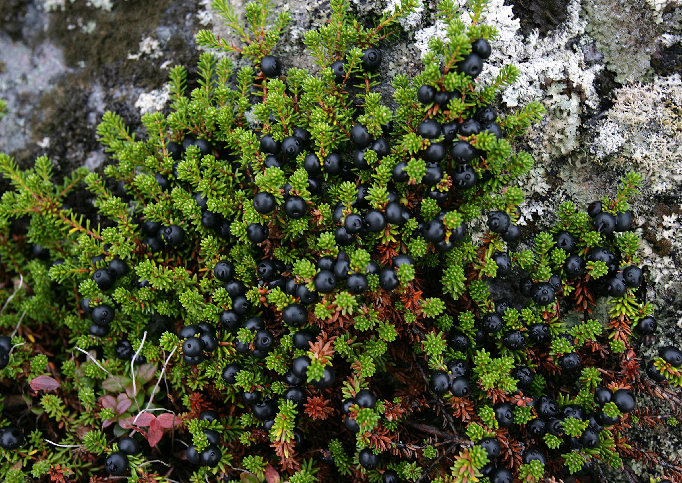 Crowberry—a tasty treat and a great ground cover