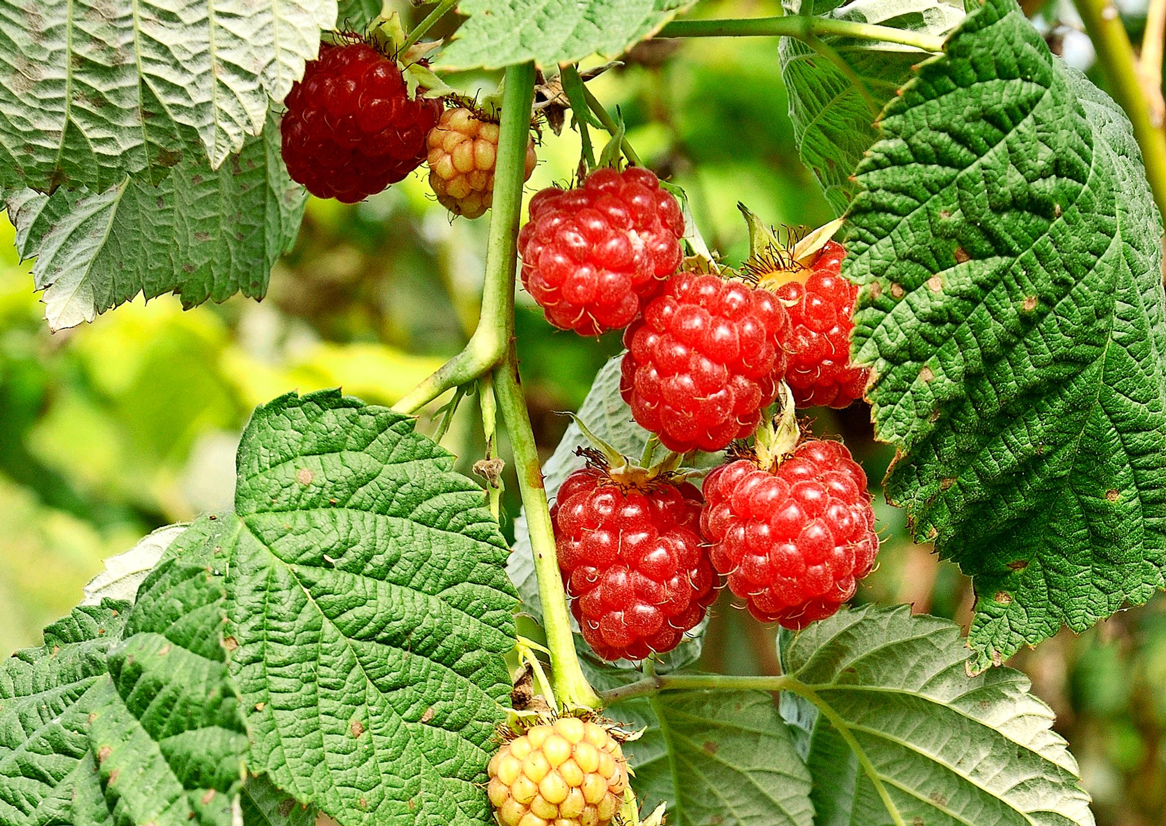 Planting, growing, and caring for raspberries: your guide to success