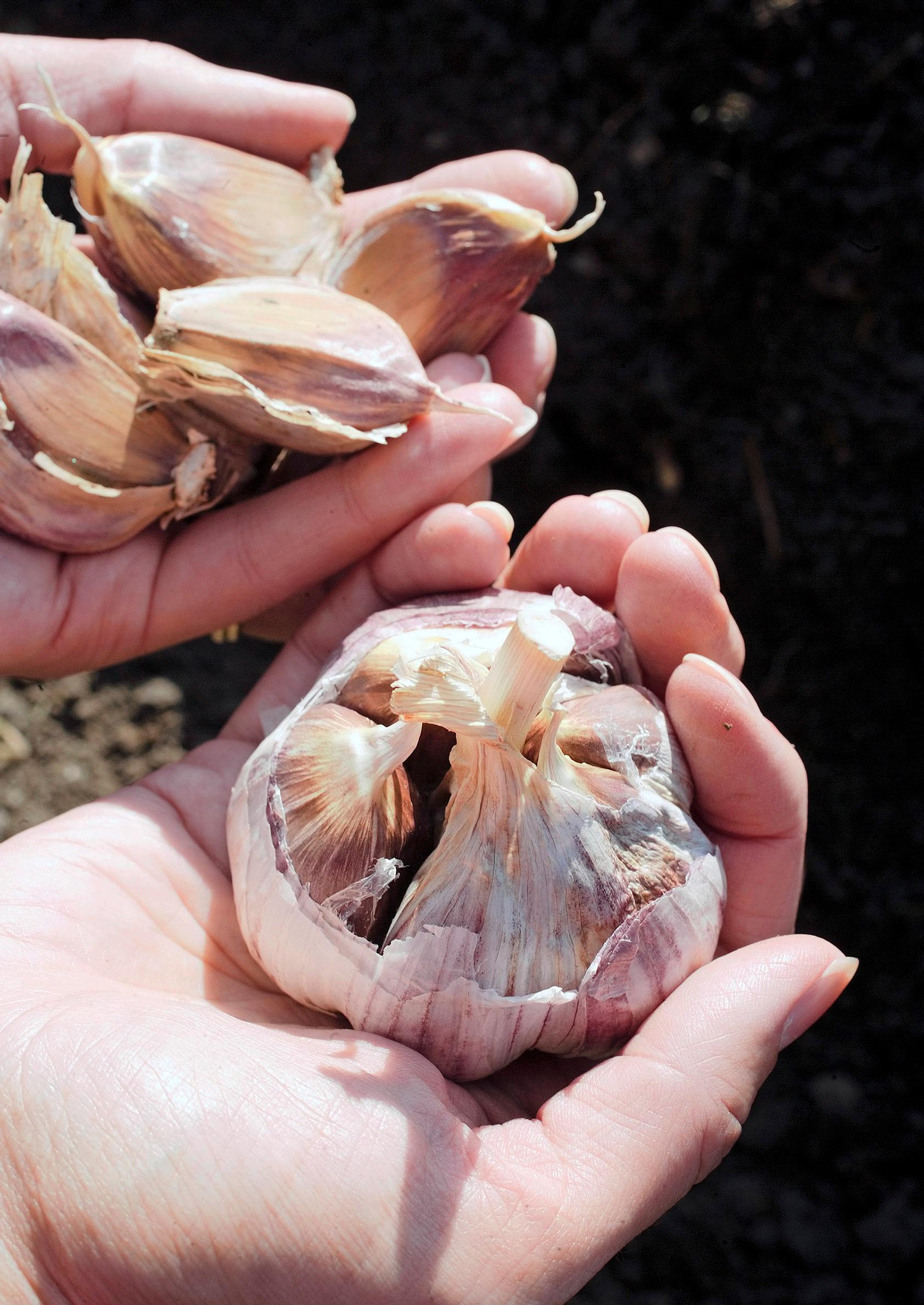 hardneck garlic