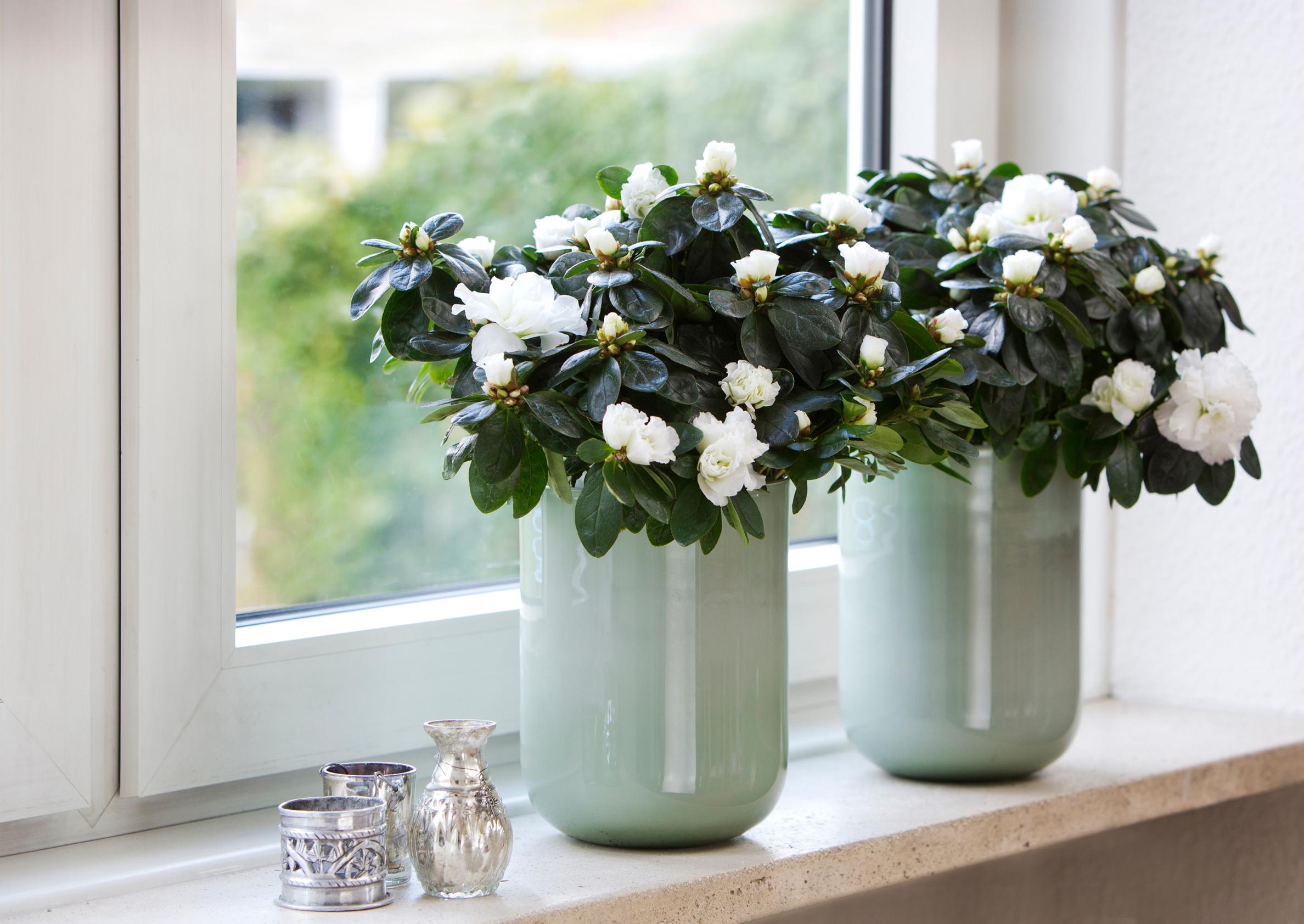 Keep your indoor azalea thriving—care tips for long-lasting blooms